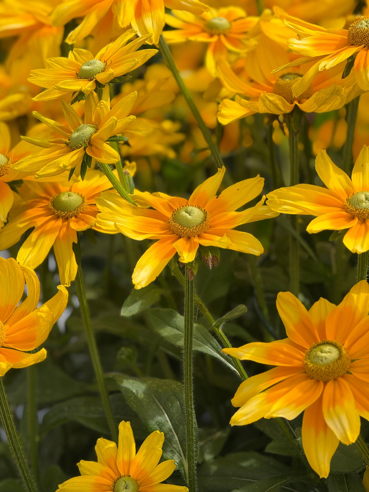 Rudbeckia hirta Prairie Sun | Black-Eyed Susan | Cut Flower therapyofflowers.com