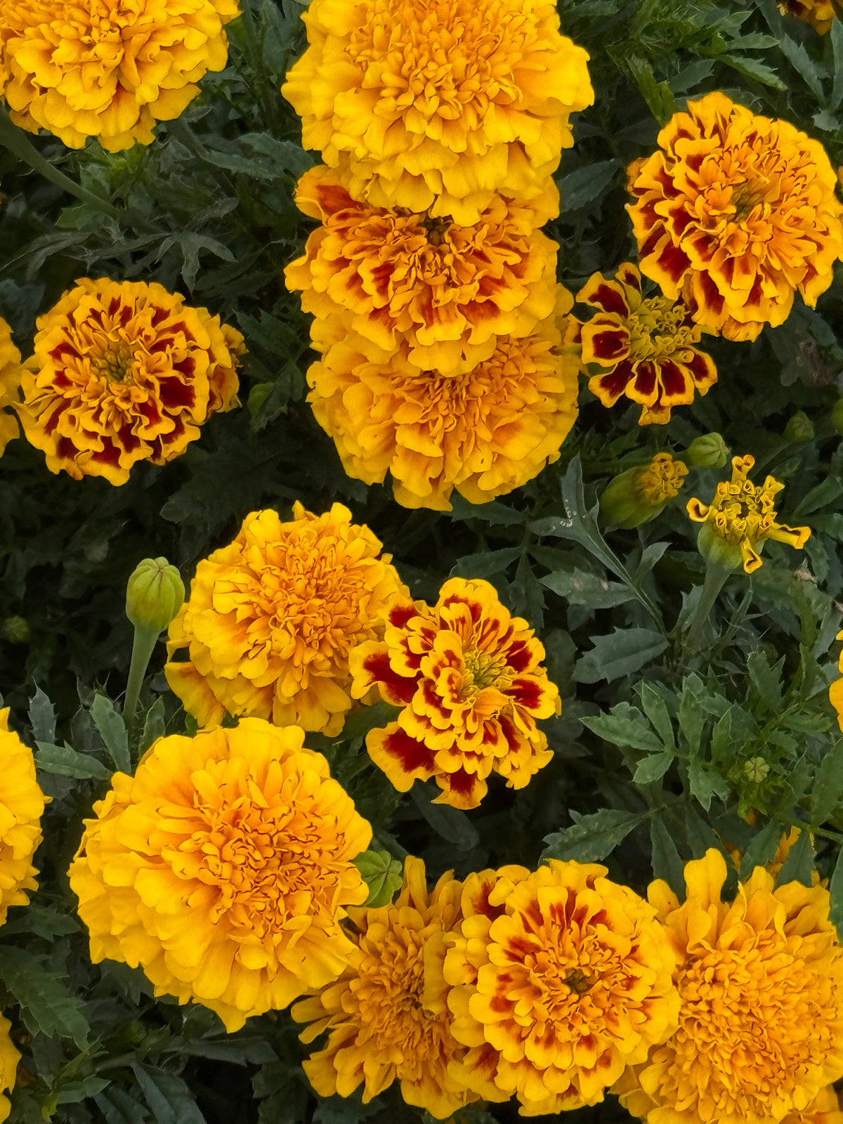 Tagetes patula Little Hero Fire | French Marigold | Early flowering therapyofflowers.com