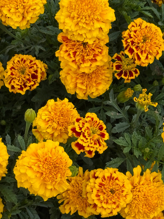 Tagetes patula Little Hero Fire | French Marigold | Early flowering therapyofflowers.com