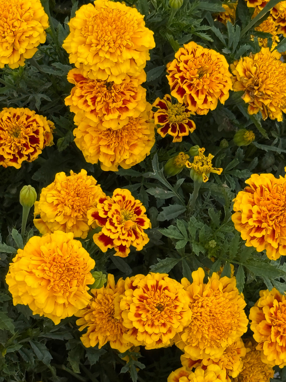 Tagetes patula Little Hero Fire | French Marigold | Early flowering therapyofflowers.com