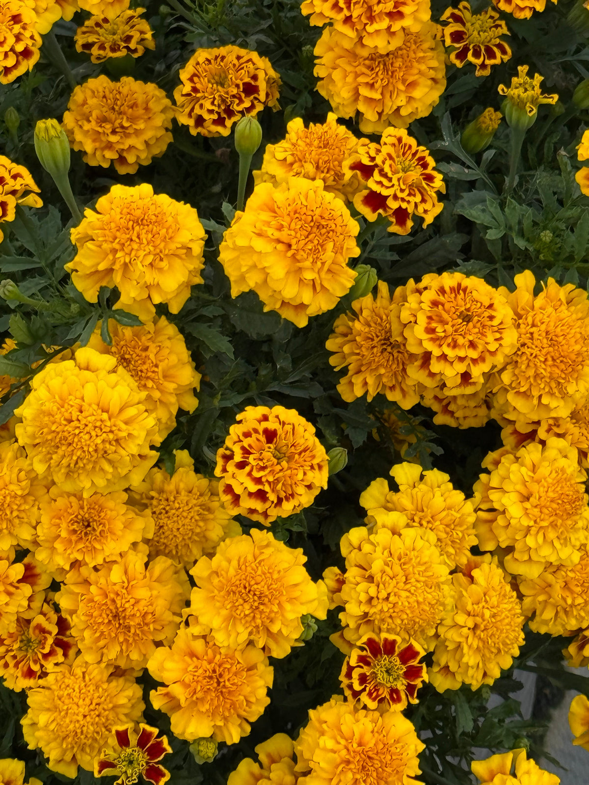 Tagetes patula Little Hero Fire | French Marigold | Early flowering therapyofflowers.com