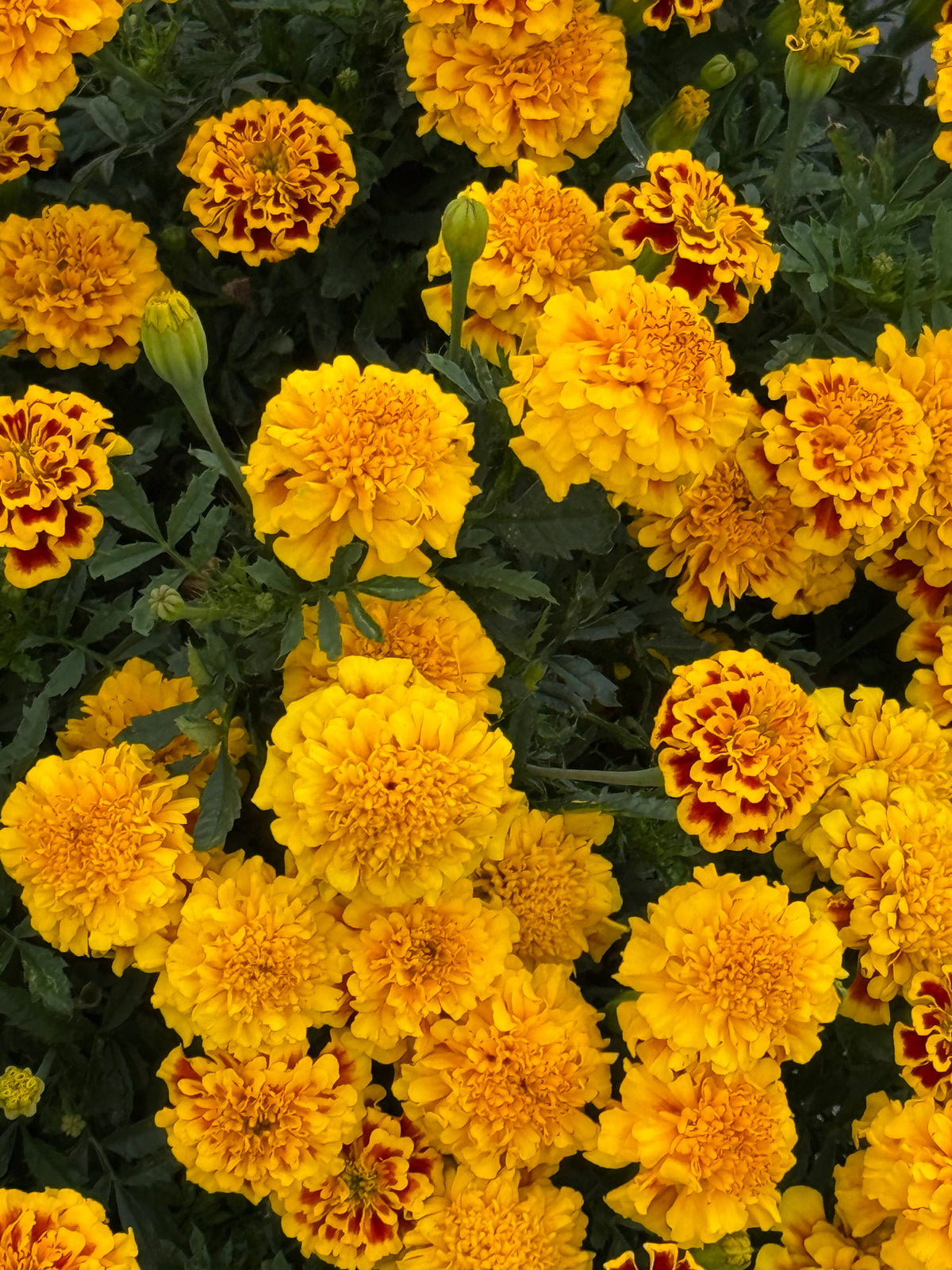 Tagetes patula Little Hero Fire | French Marigold | Early flowering therapyofflowers.com