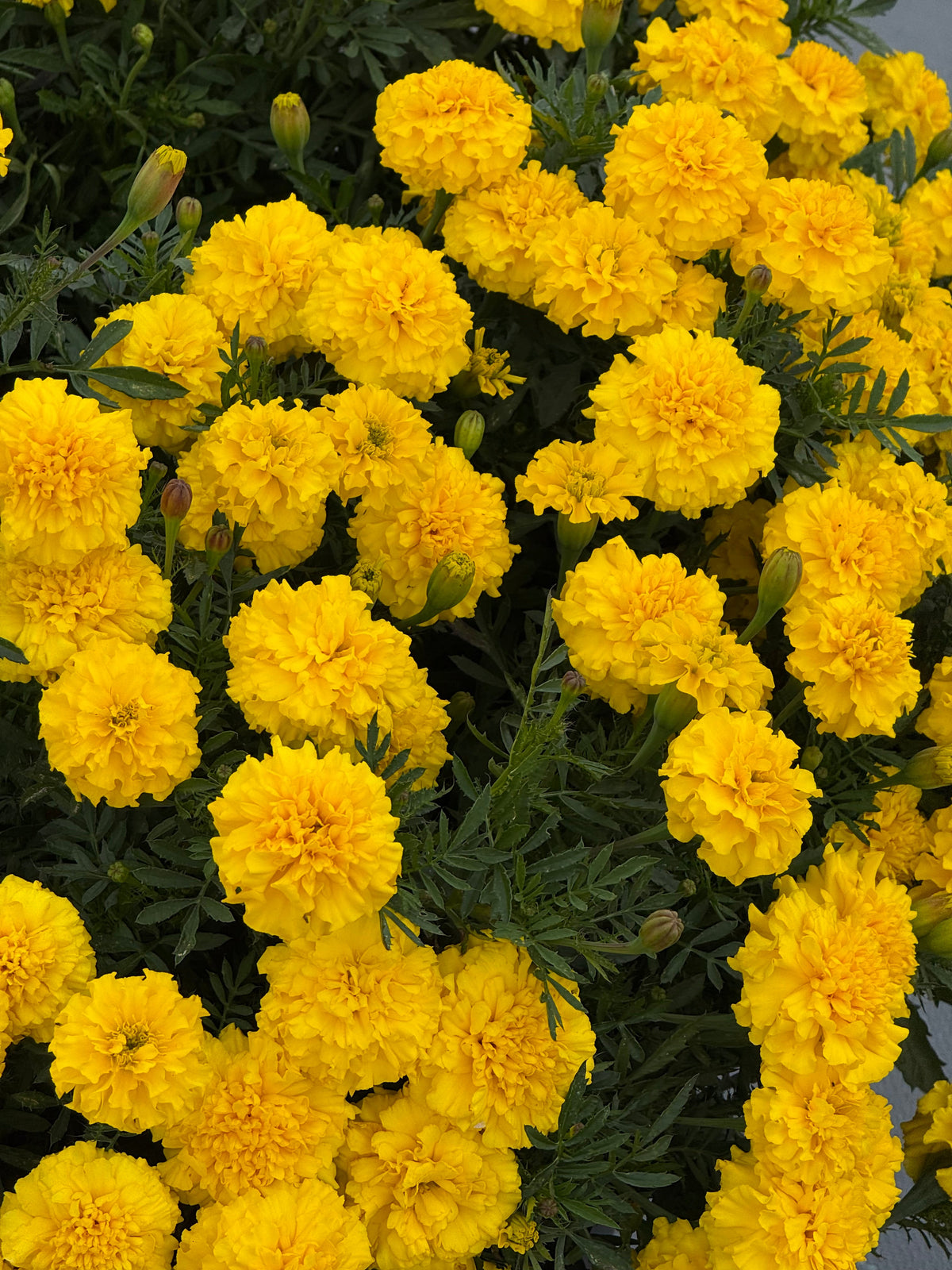 Tagetes patula Little Hero Yellow | French Marigold | Early flowering therapyofflowers.com