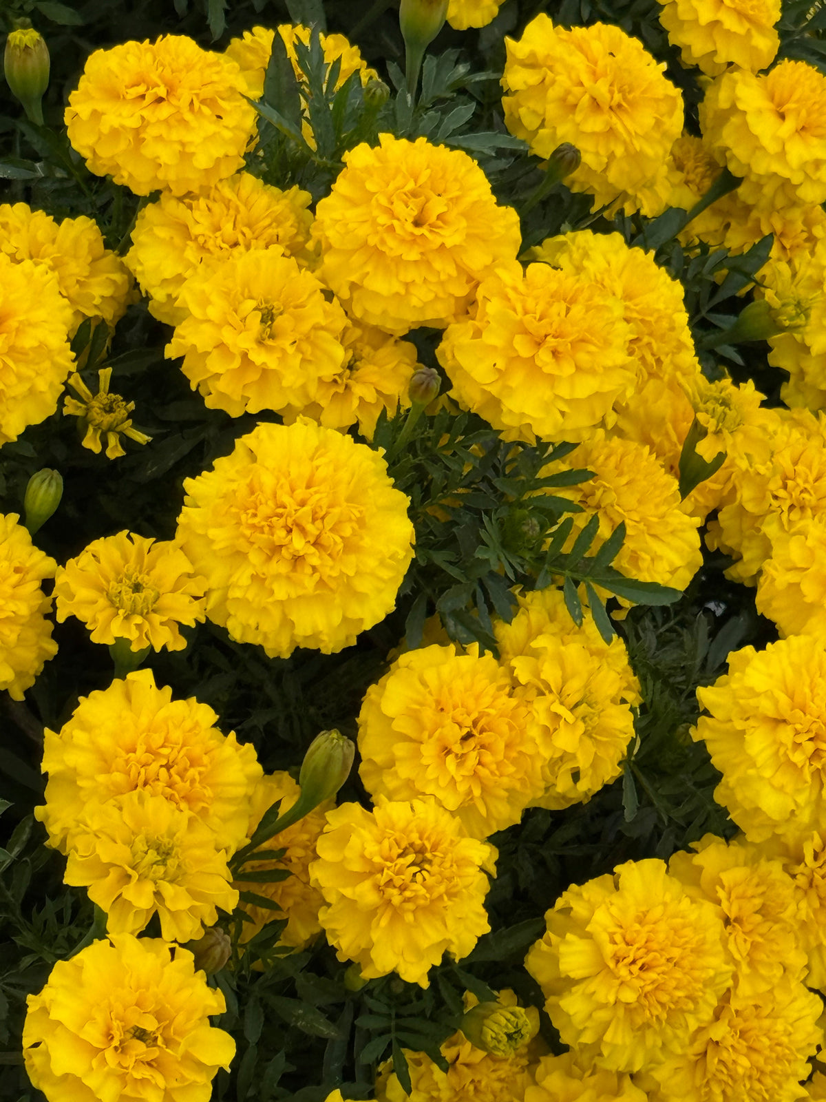 Tagetes patula Little Hero Yellow | French Marigold | Early flowering therapyofflowers.com