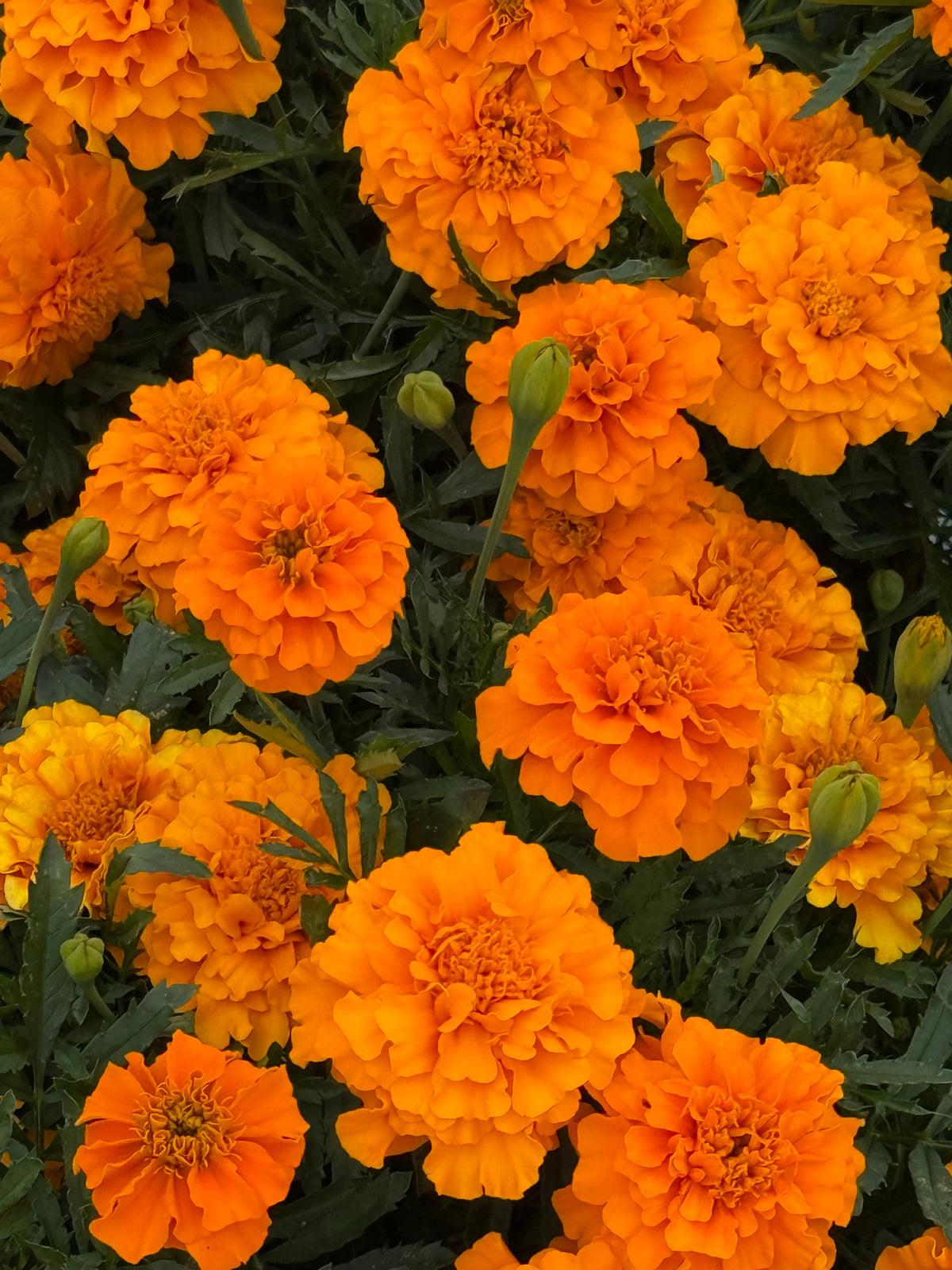 Tagetes patula Little Hero Orange | French Marigold | Early flowering therapyofflowers.com