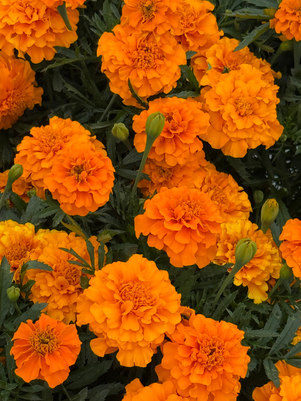 Tagetes patula Little Hero Orange | French Marigold | Early flowering therapyofflowers.com