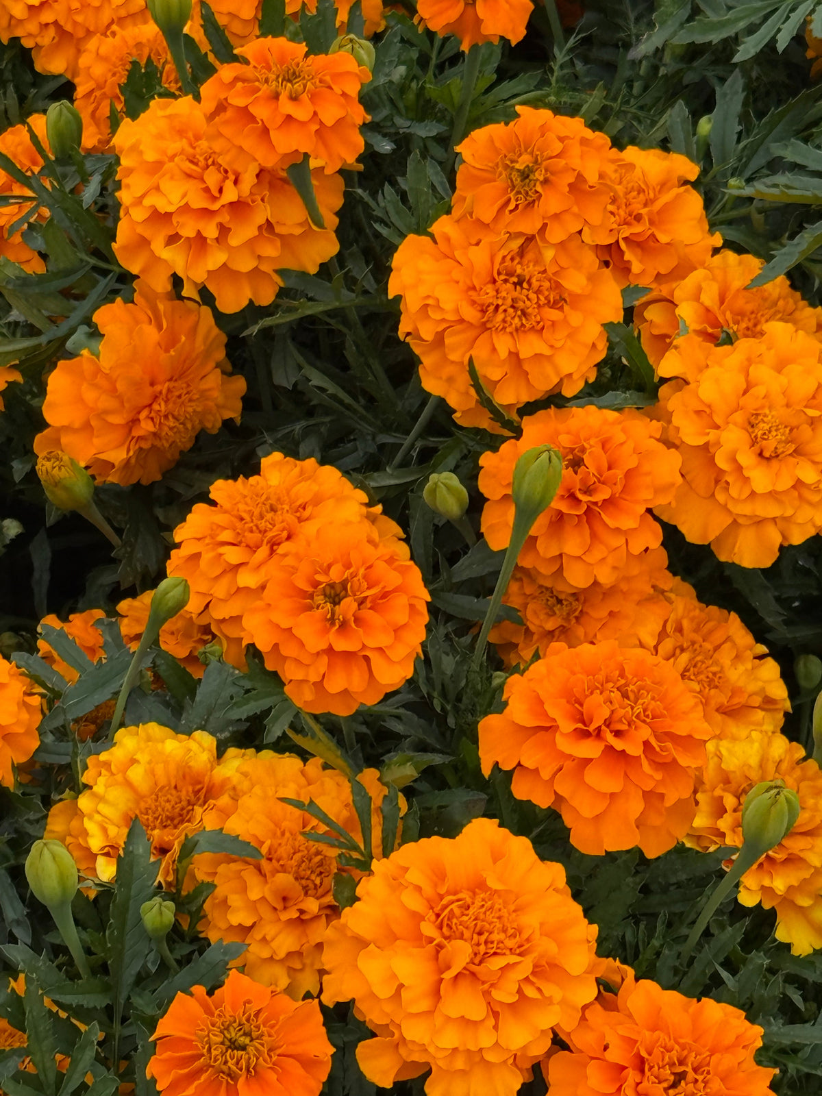 Tagetes patula Little Hero Orange | French Marigold | Early flowering therapyofflowers.com