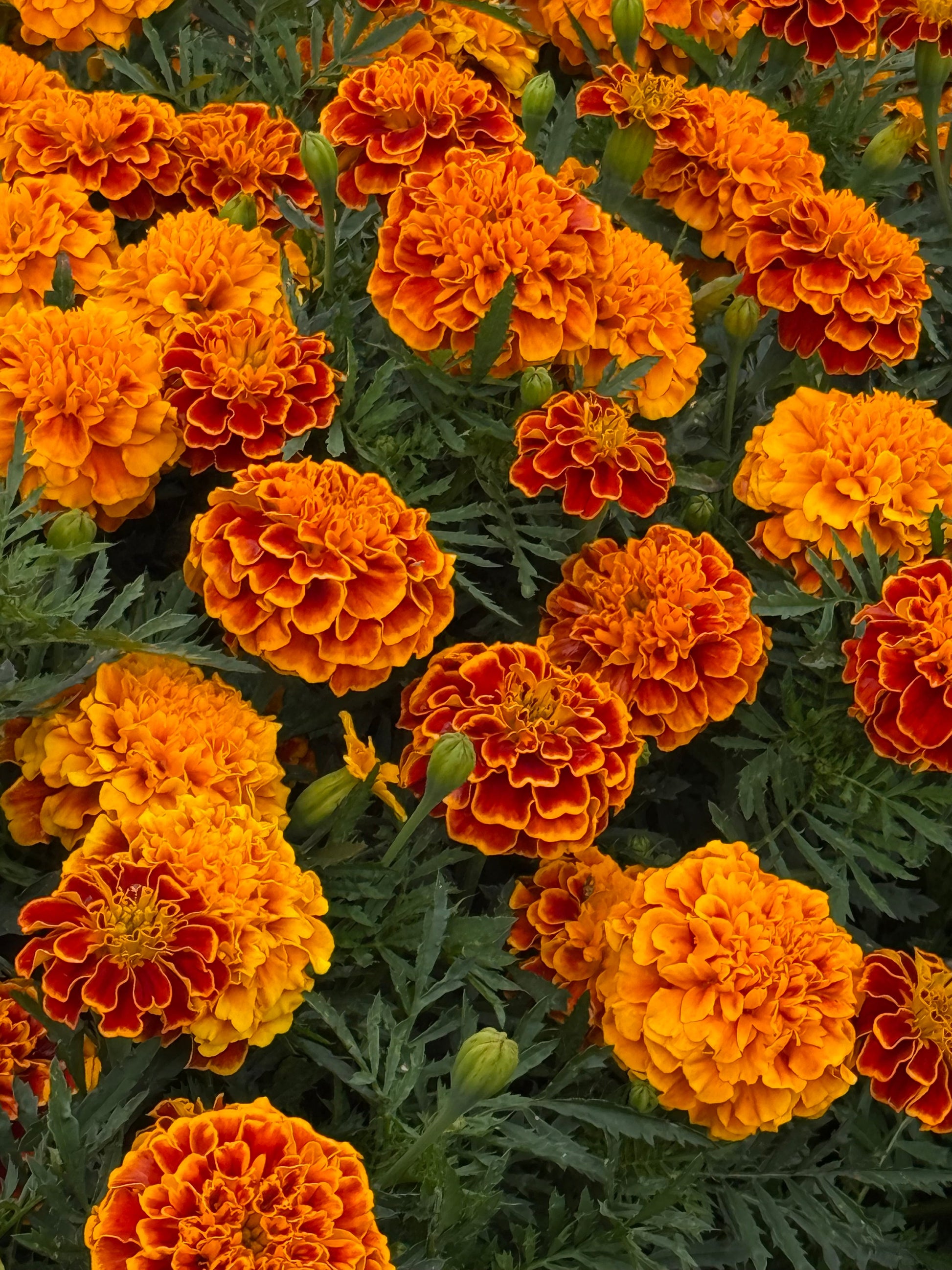Tagetes patula Super Hero Orange Flame | French Marigold | Early flowering therapyofflowers.com