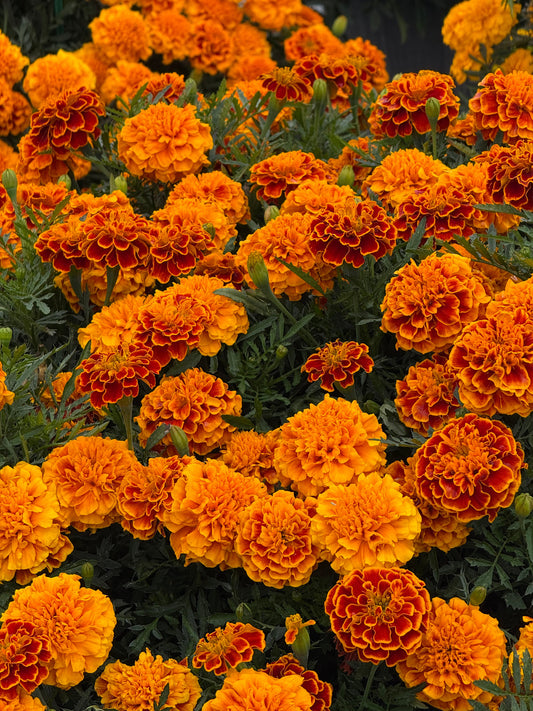 Tagetes patula Super Hero Orange Flame | French Marigold | Early flowering therapyofflowers.com