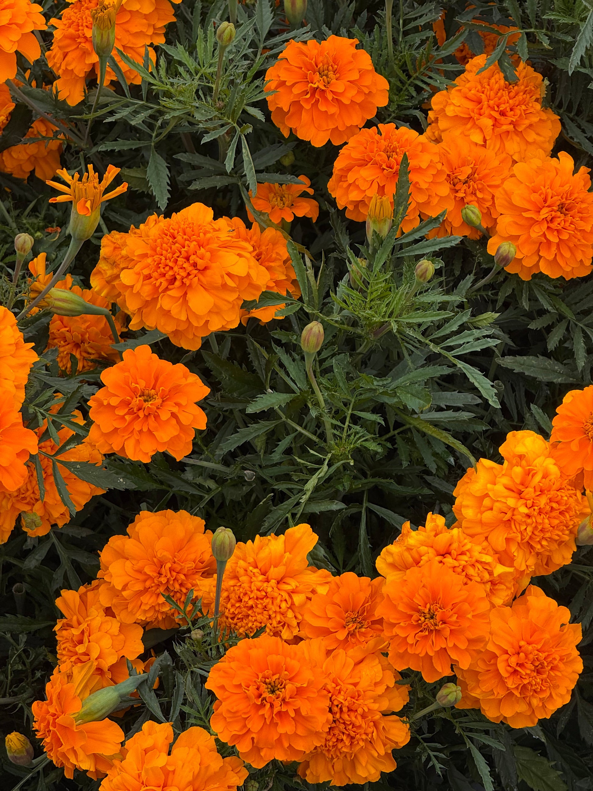 Tagetes patula Super Hero Deep Orange | French Marigold | Early flowering therapyofflowers.com