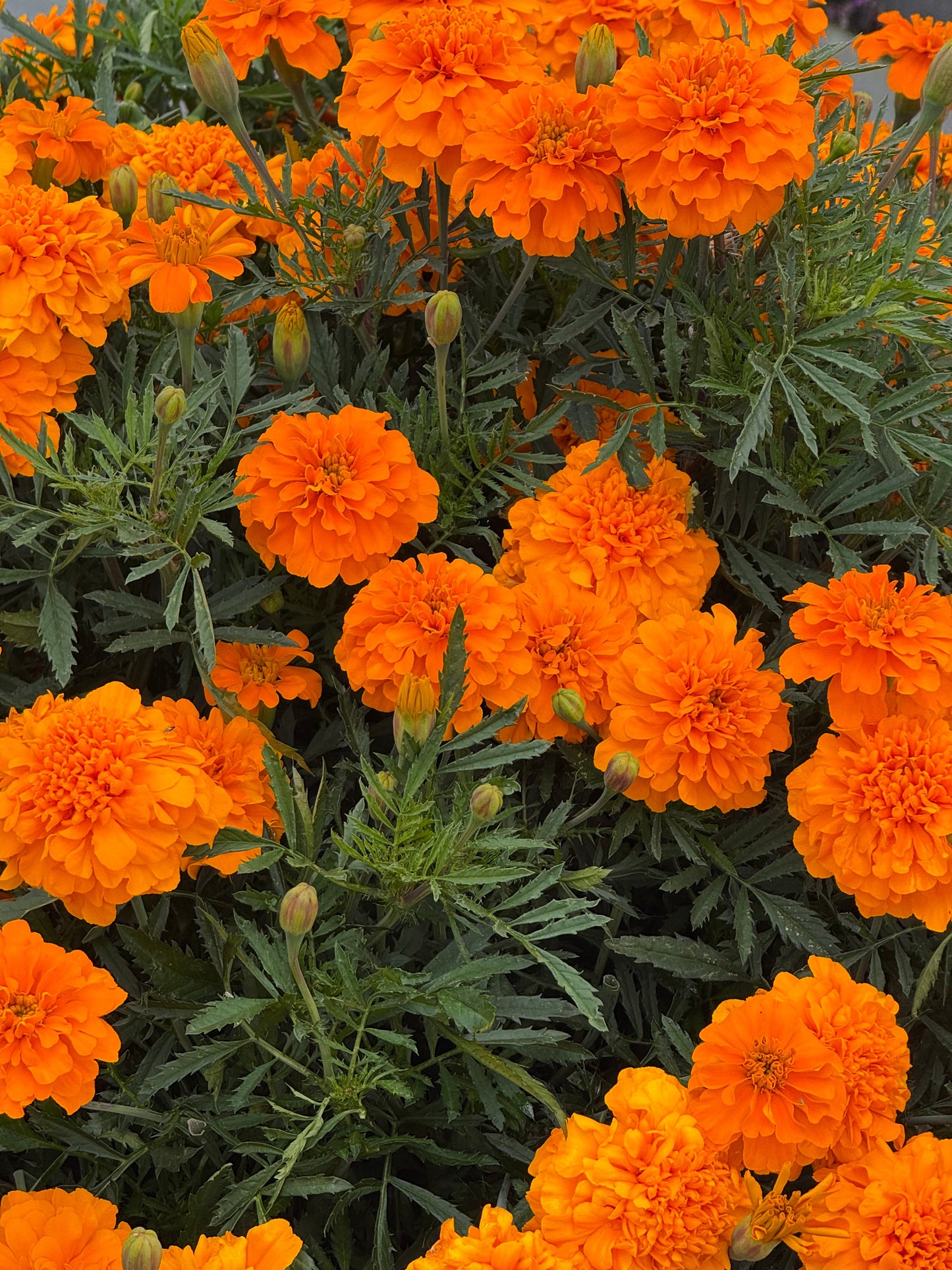 Tagetes patula Super Hero Deep Orange | French Marigold | Early flowering therapyofflowers.com