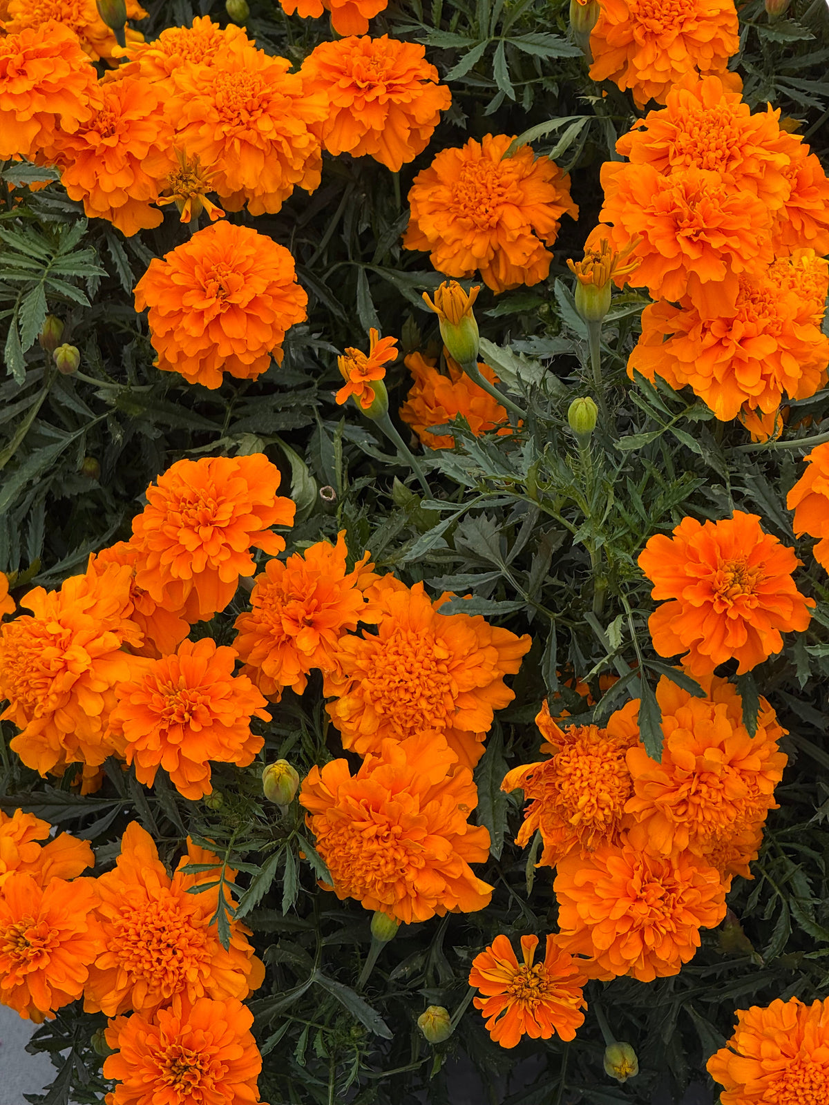 Tagetes patula Super Hero Deep Orange | French Marigold | Early flowering therapyofflowers.com