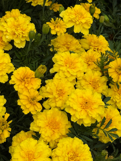 Tagetes patula Milli Vanilli | French Marigold therapyofflowers.com