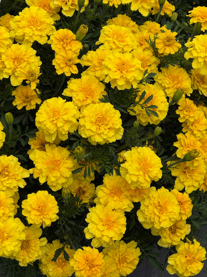 Tagetes patula Milli Vanilli | French Marigold therapyofflowers.com
