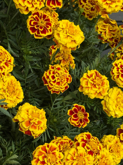 Tagetes patula Mango Tango  | French Marigold | Early flowering therapyofflowers.com