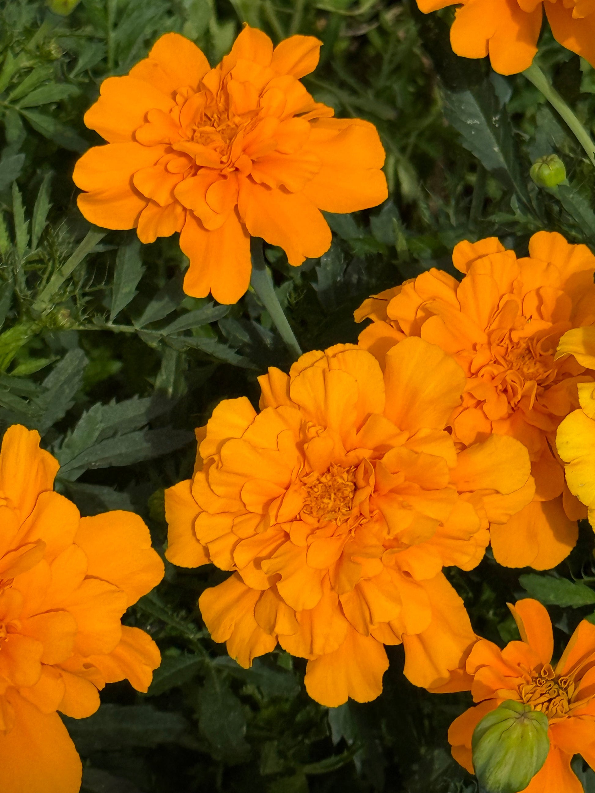 Tagetes patula Safari Orange | French Marigold therapyofflowers.com