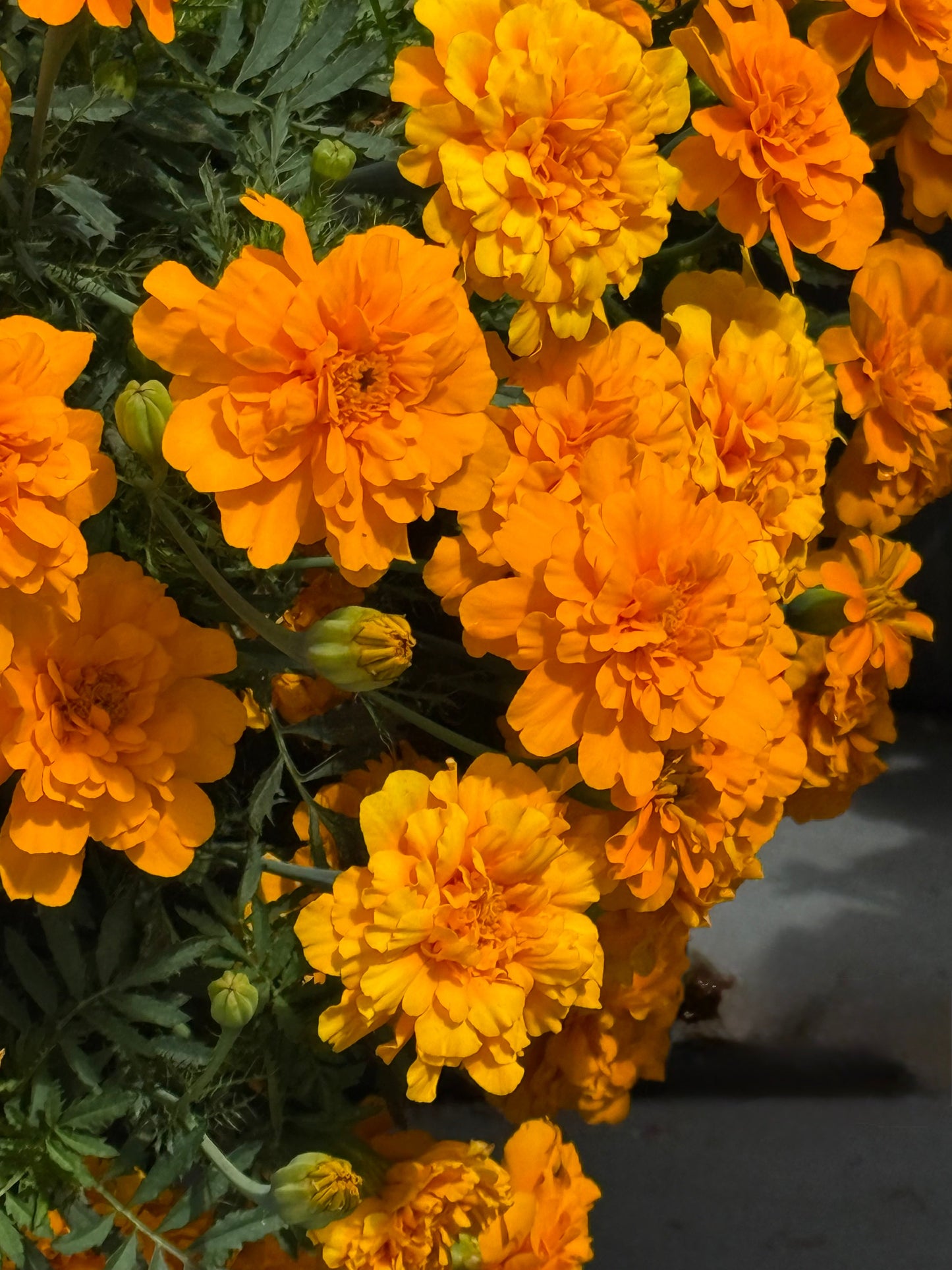 Tagetes patula Safari Orange | French Marigold therapyofflowers.com