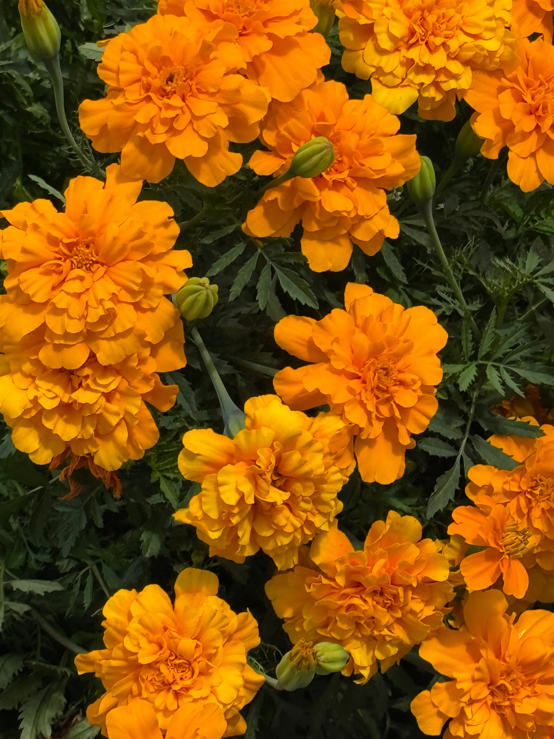 Tagetes patula Safari Orange | French Marigold therapyofflowers.com