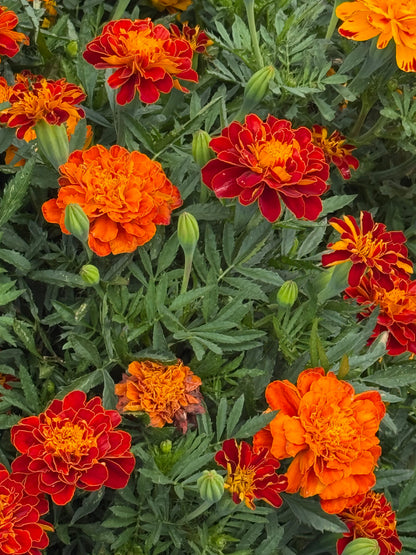 Tagetes patula Safari Red | French Marigold therapyofflowers.com