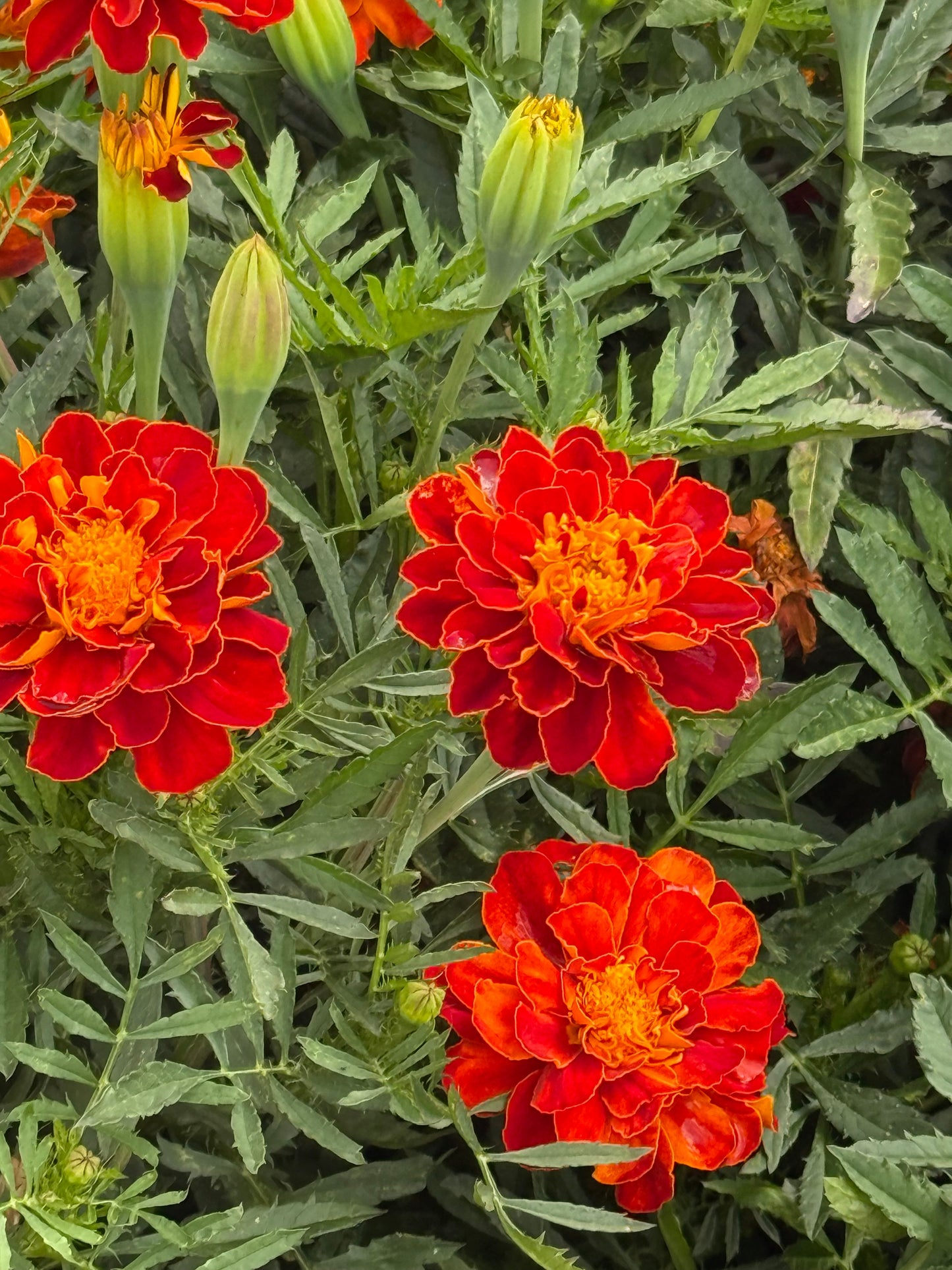 Tagetes patula Safari Red | French Marigold therapyofflowers.com