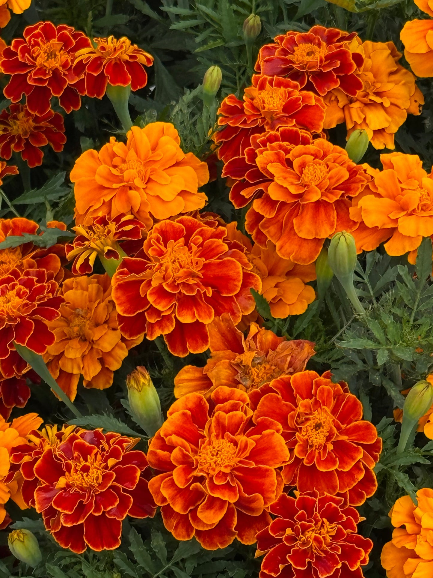 Tagetes patula Safari Scarlet | French Marigold therapyofflowers.com