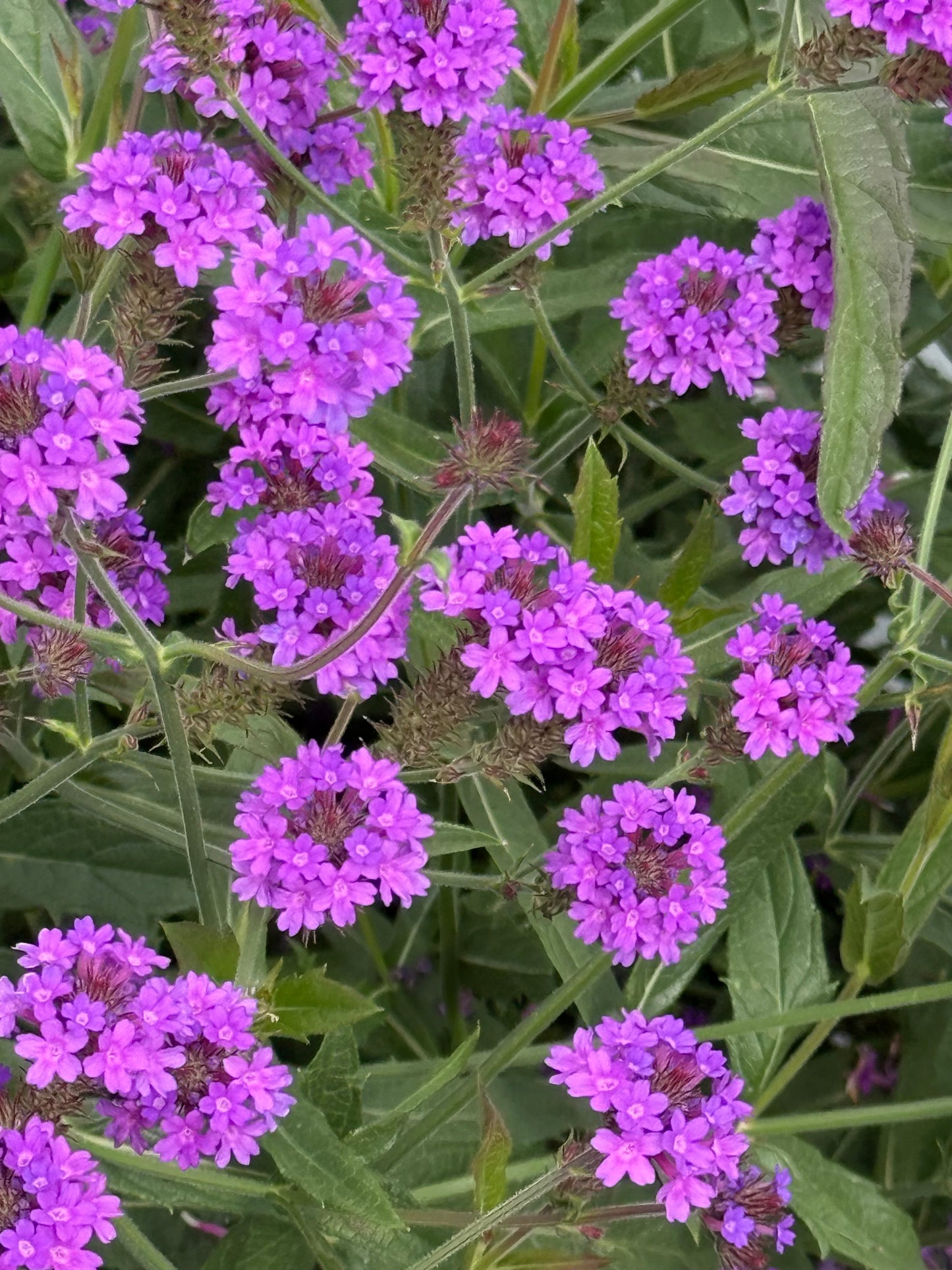 Verbena rigida Polaris® Purple | Slender vervain therapyofflowers.com
