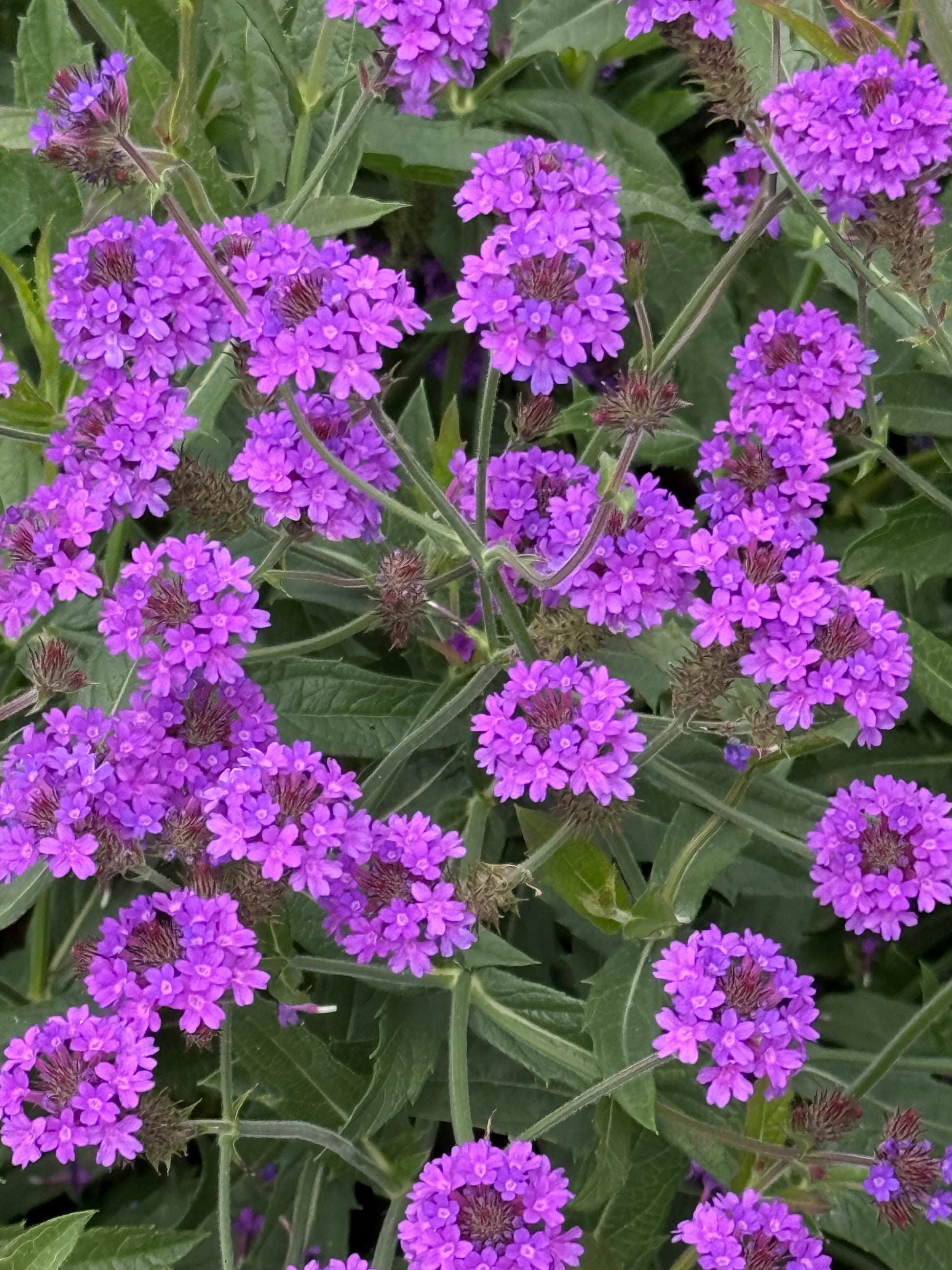 Verbena rigida Polaris® Purple | Slender vervain therapyofflowers.com
