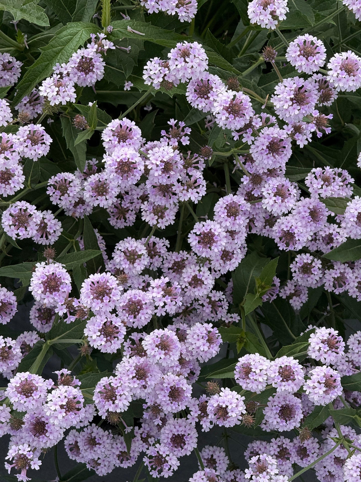 Verbena rigida Polaris® Pearl | Slender vervain therapyofflowers.com