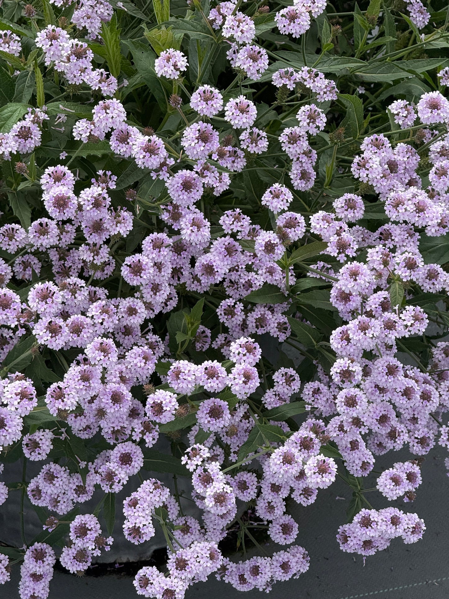 Verbena rigida Polaris® Pearl | Slender vervain therapyofflowers.com