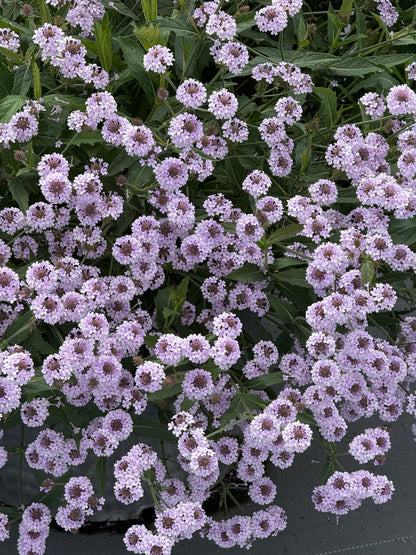 Verbena rigida Polaris® Pearl | Slender vervain therapyofflowers.com