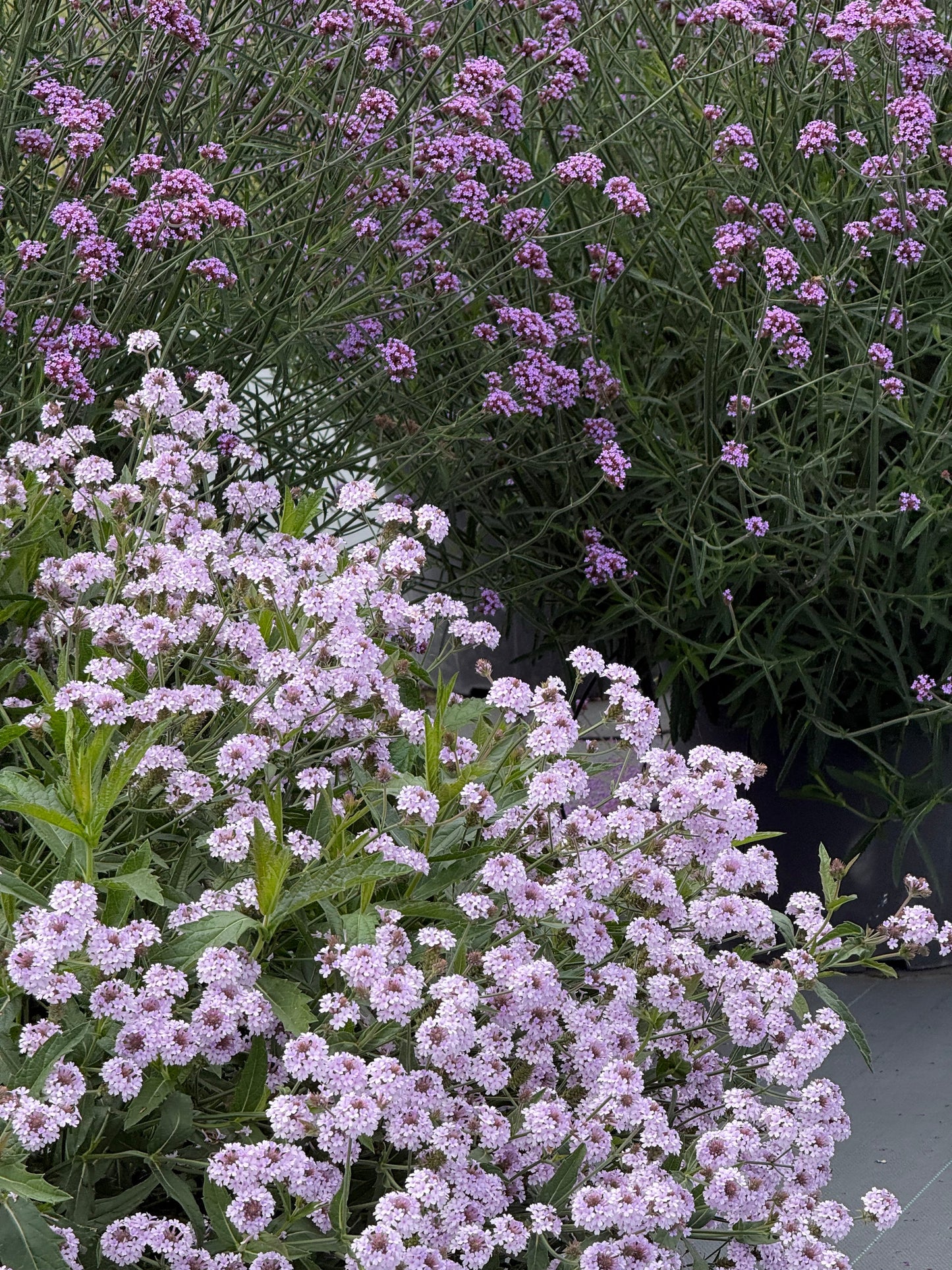 Verbena rigida Polaris® Pearl | Slender vervain therapyofflowers.com