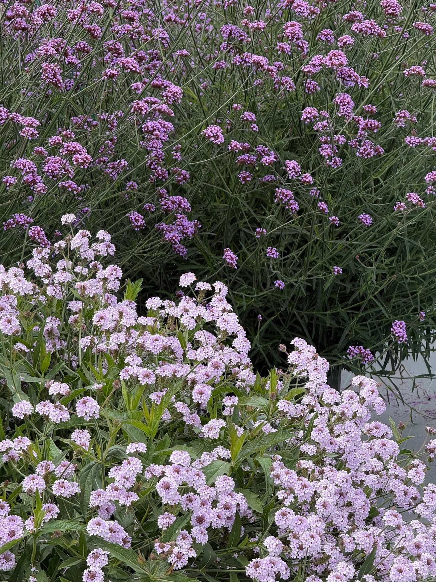 Verbena rigida Polaris® Pearl | Slender vervain therapyofflowers.com