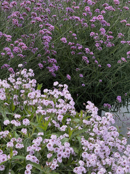 Verbena rigida Polaris® Pearl | Slender vervain therapyofflowers.com