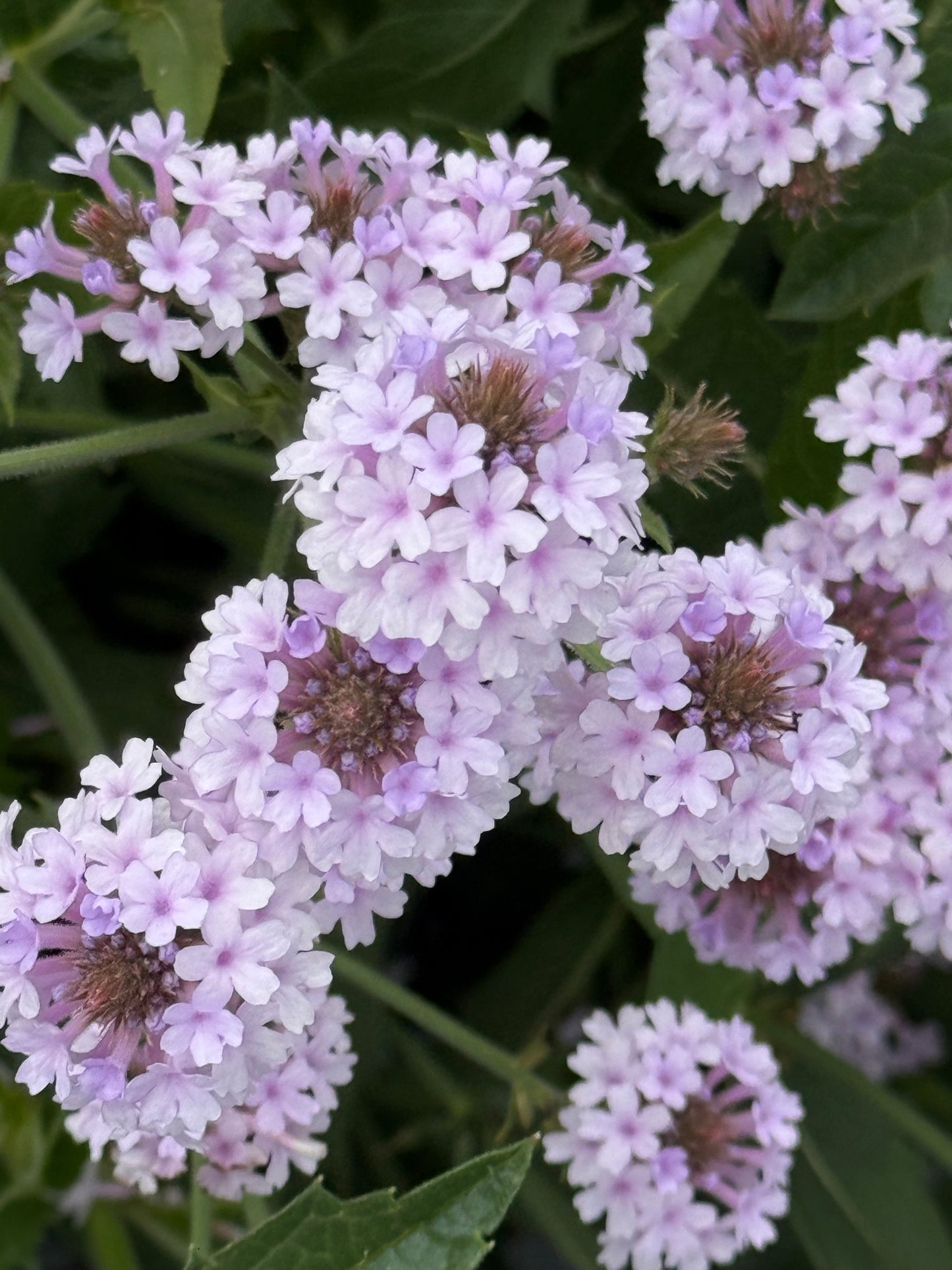Verbena rigida Polaris® Pearl | Slender vervain therapyofflowers.com