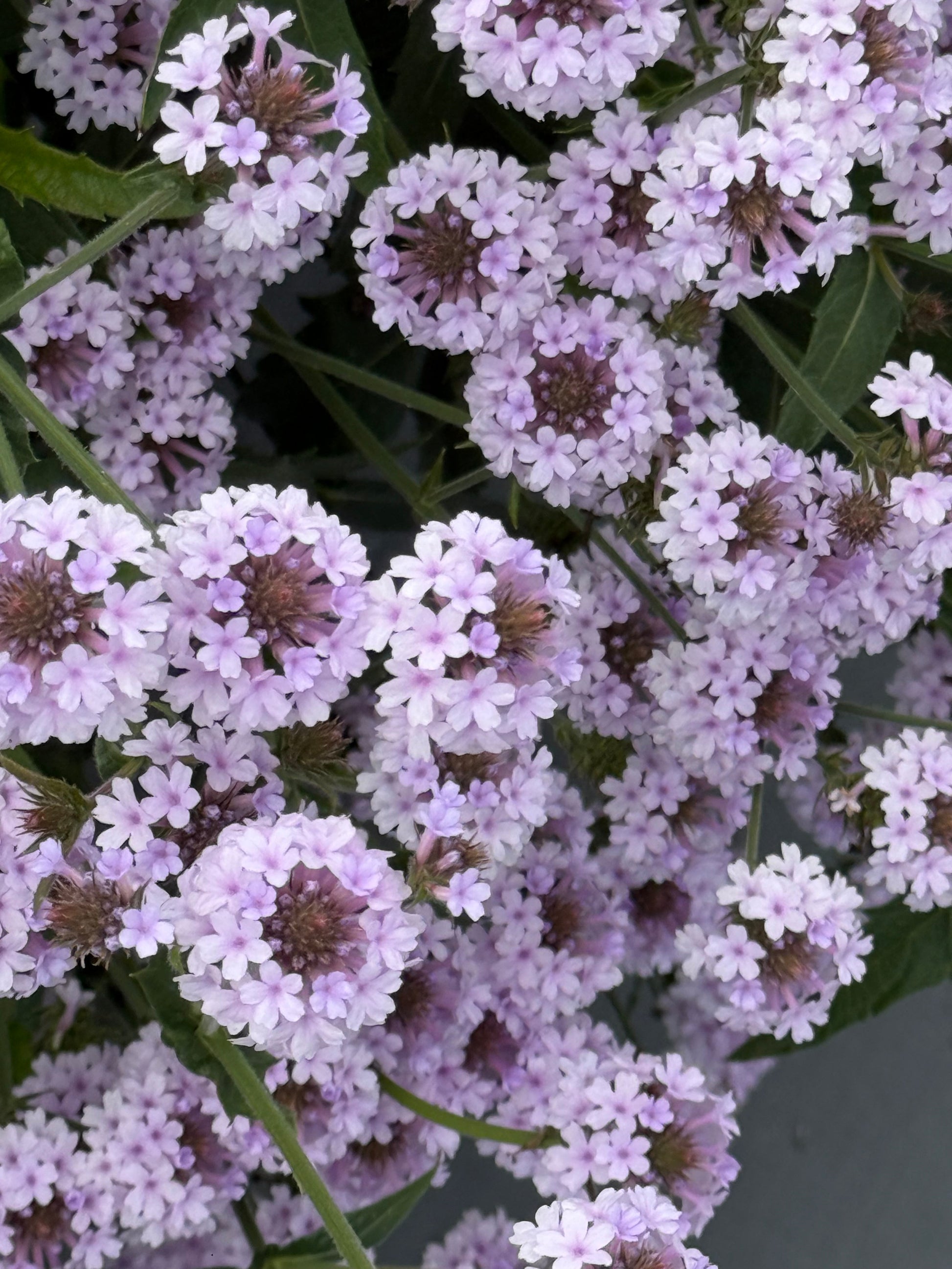 Verbena rigida Polaris® Pearl | Slender vervain therapyofflowers.com