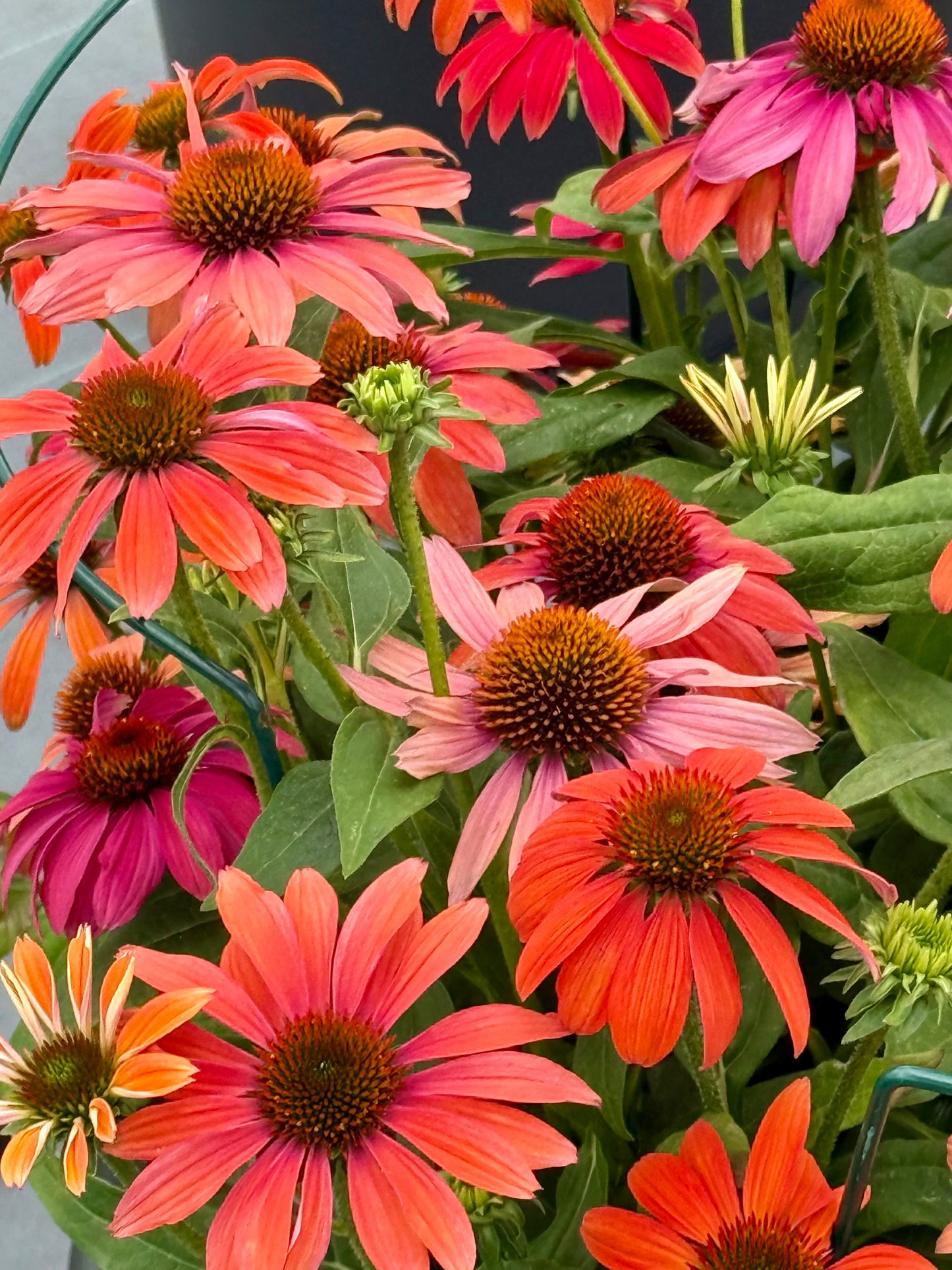 Echinacea purpurea PollyNation™ Orange Red | Coneflower therapyofflowers.com