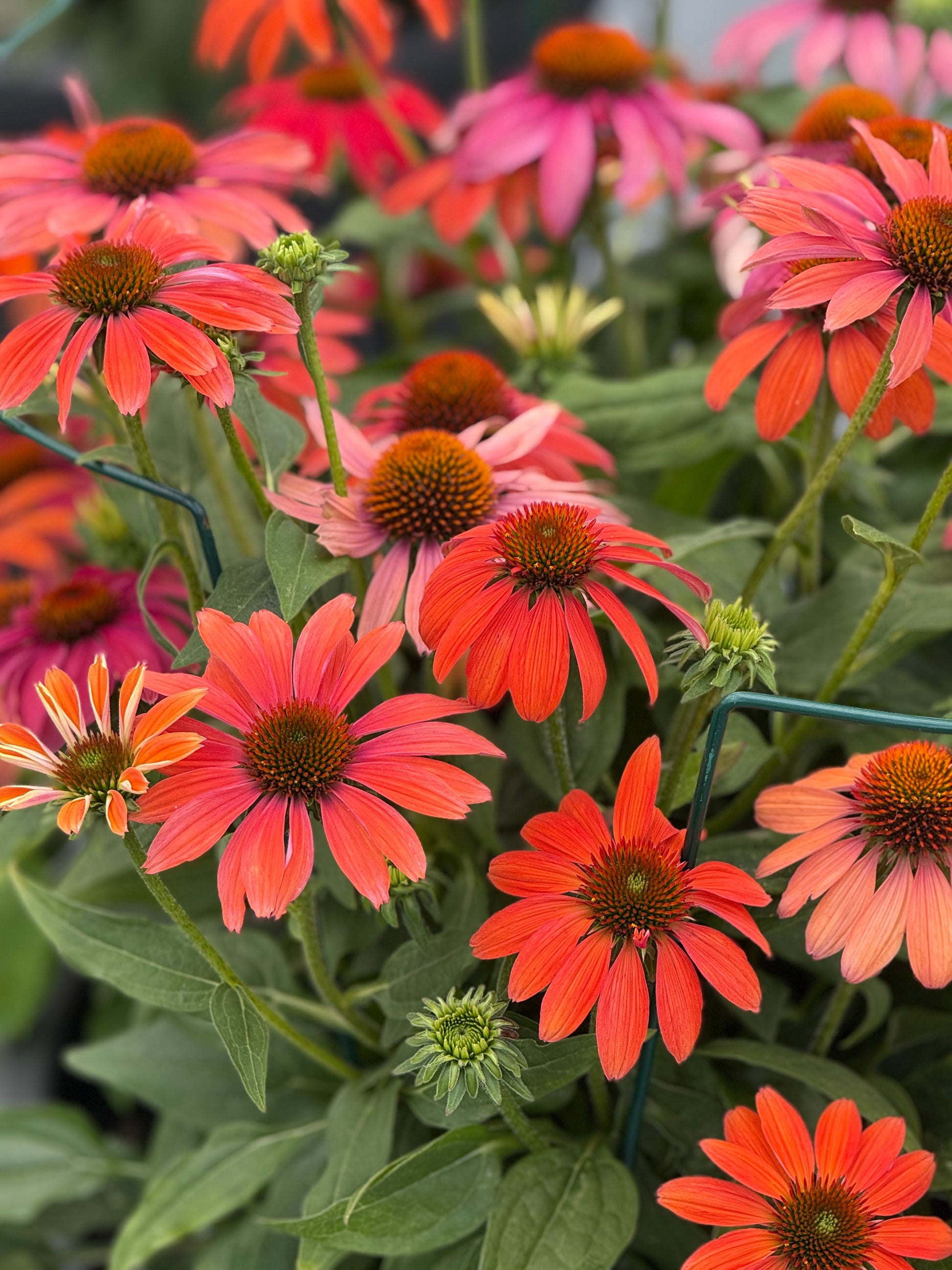 Echinacea purpurea PollyNation™ Orange Red | Coneflower therapyofflowers.com