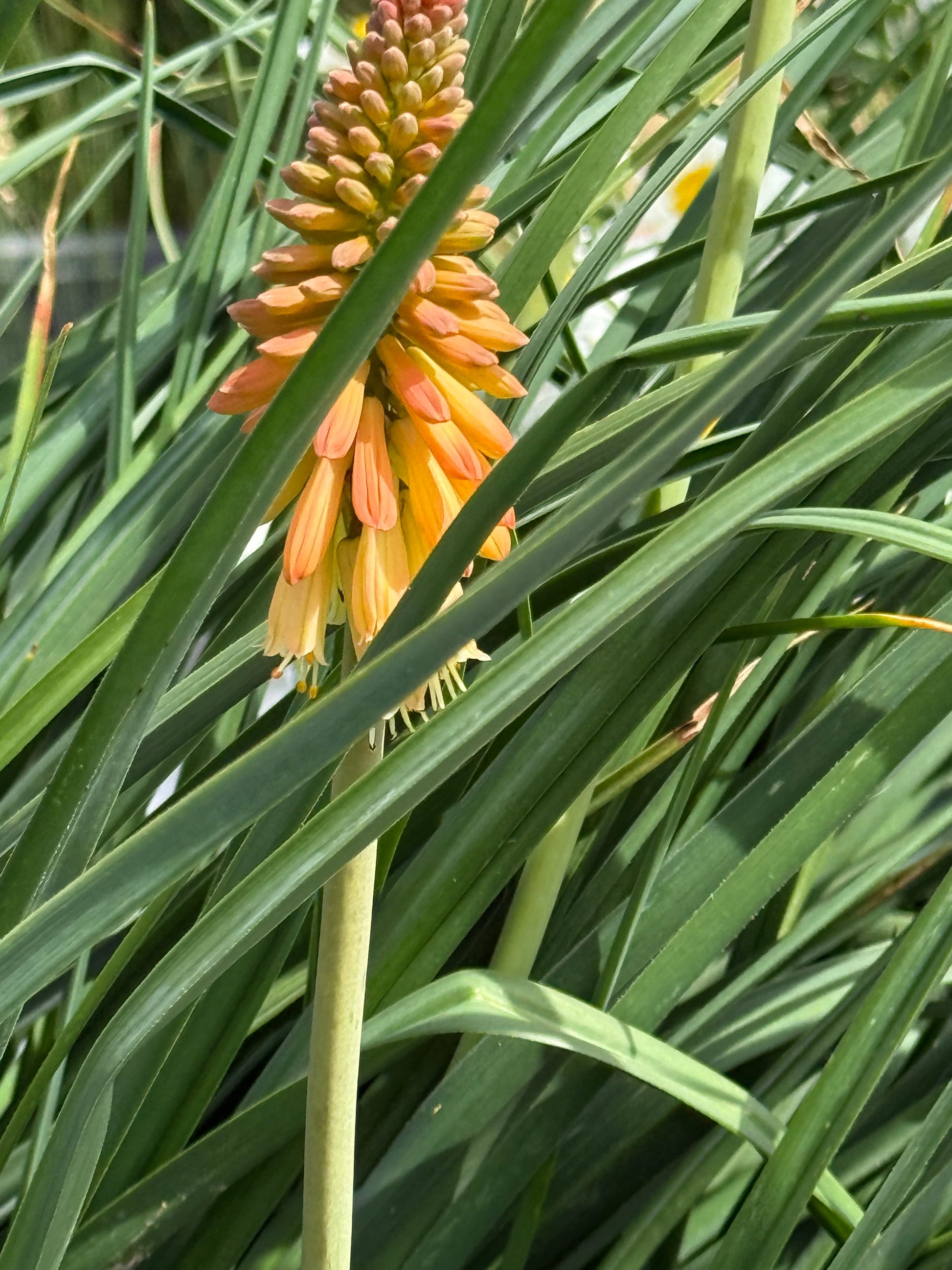 Kniphofia uvaria Flamenco | Red Hot Poker therapyofflowers.com