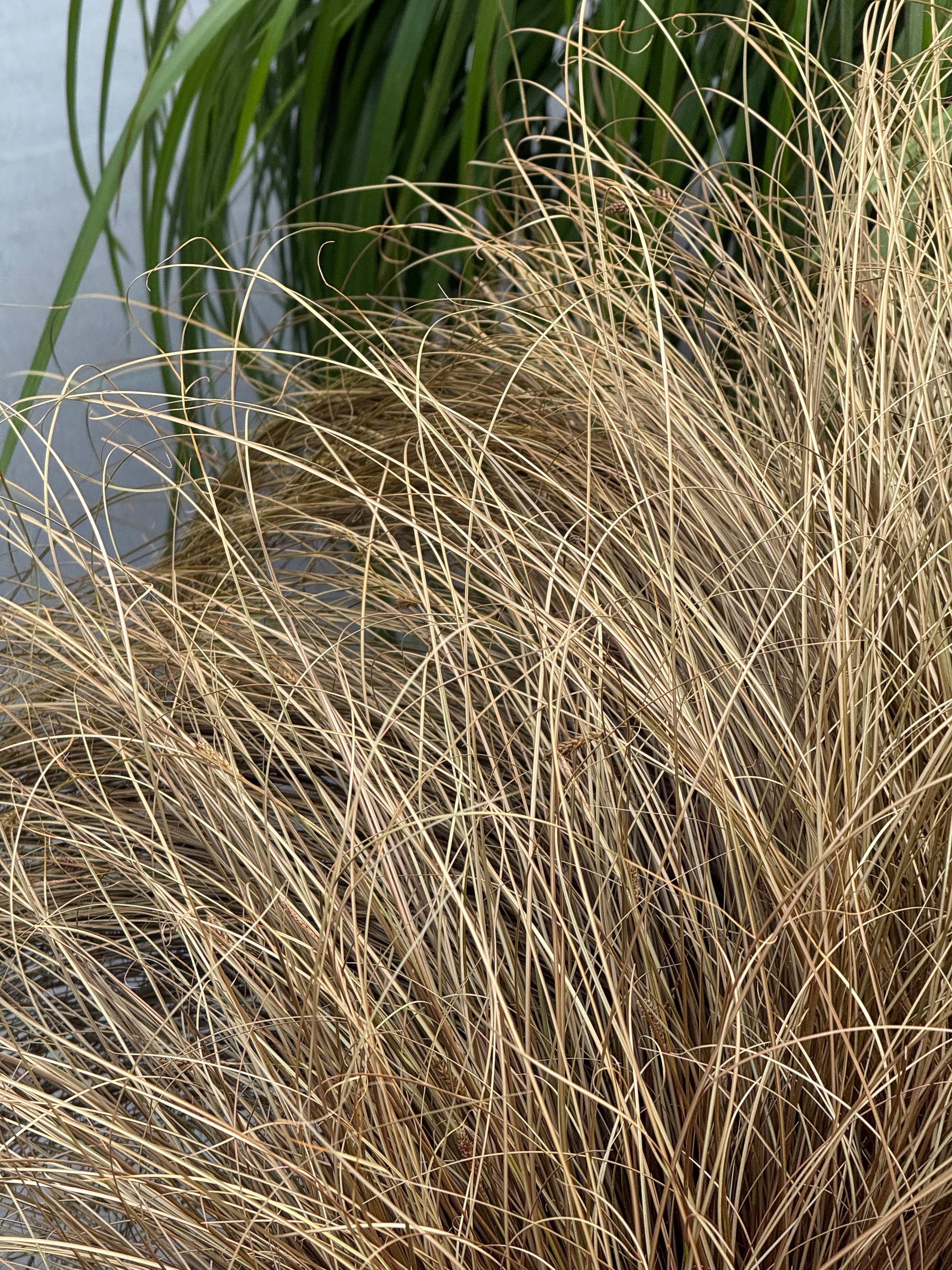 Carex comans Zora | New Zealand Hairy Sedge therapyofflowers.com