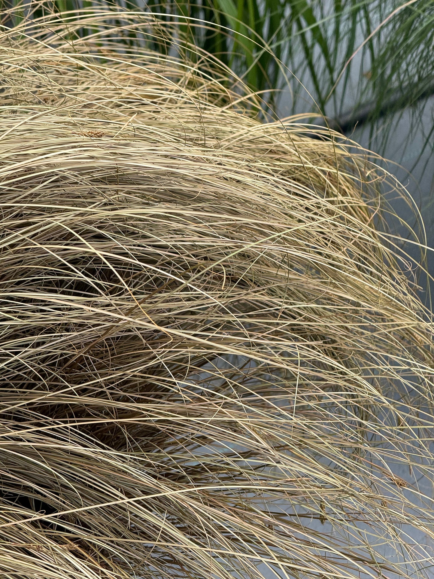 Carex comans Zora | New Zealand Hairy Sedge therapyofflowers.com