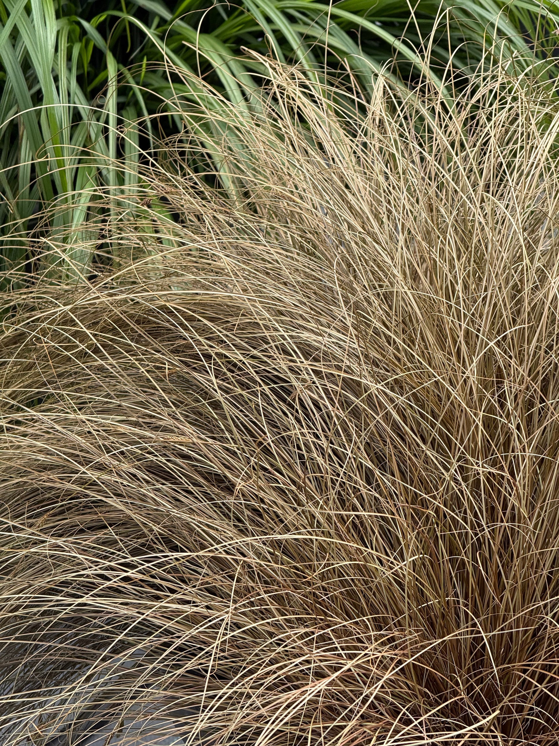 Carex comans Zora | New Zealand Hairy Sedge therapyofflowers.com