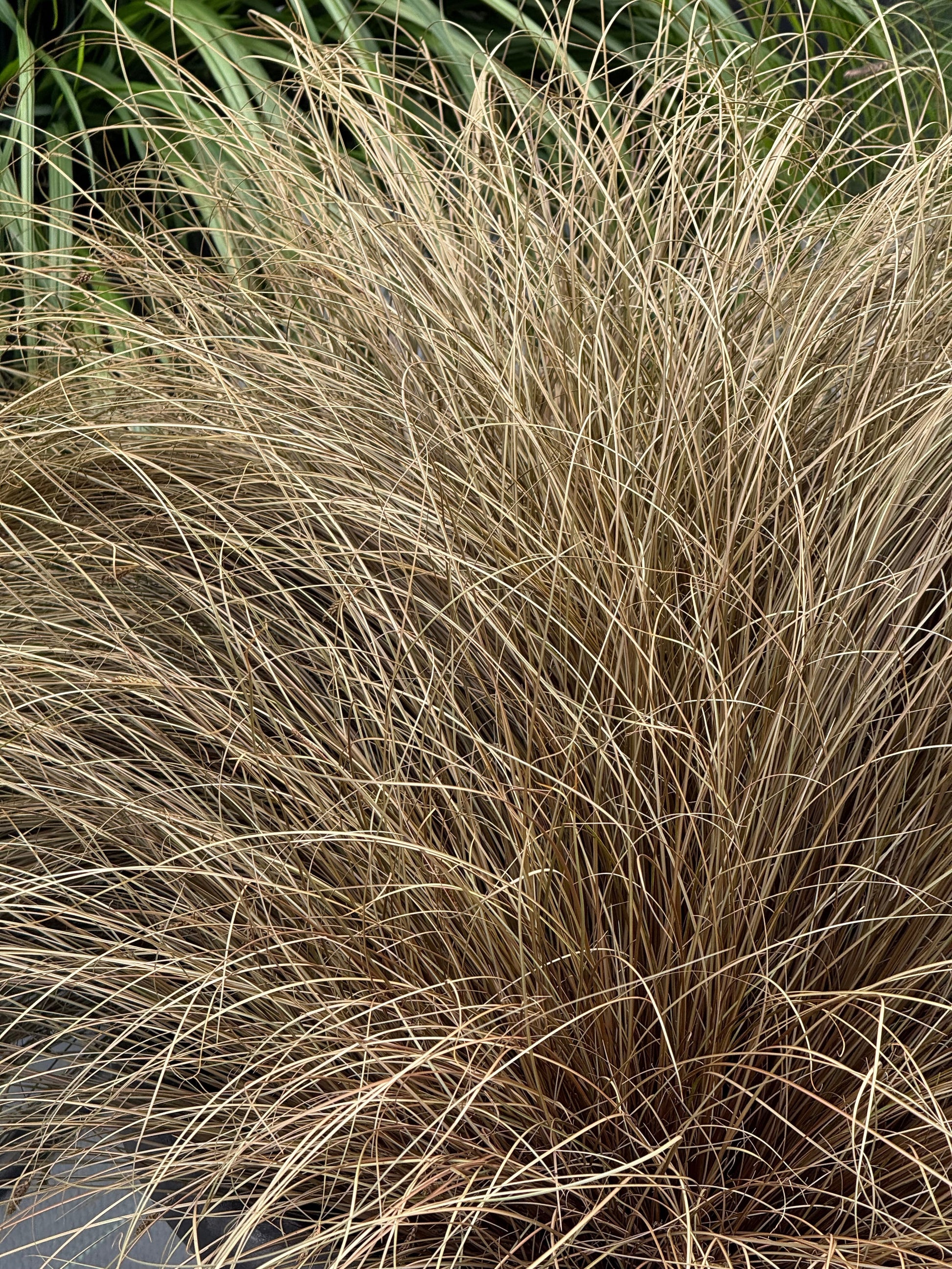 Carex comans Zora | New Zealand Hairy Sedge therapyofflowers.com
