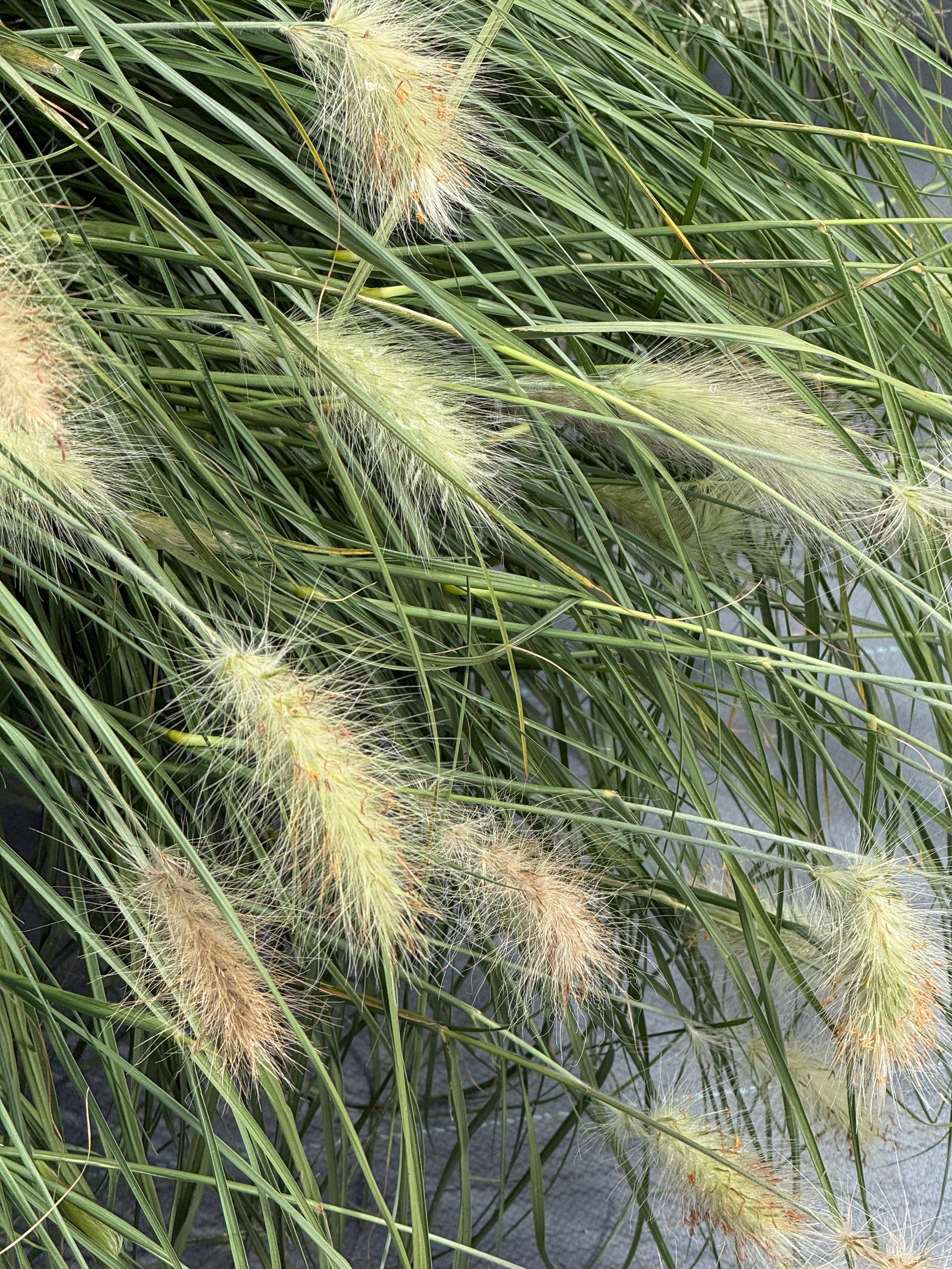 Pennisetum villosum Fluffy | Feather Top grass therapyofflowers.com