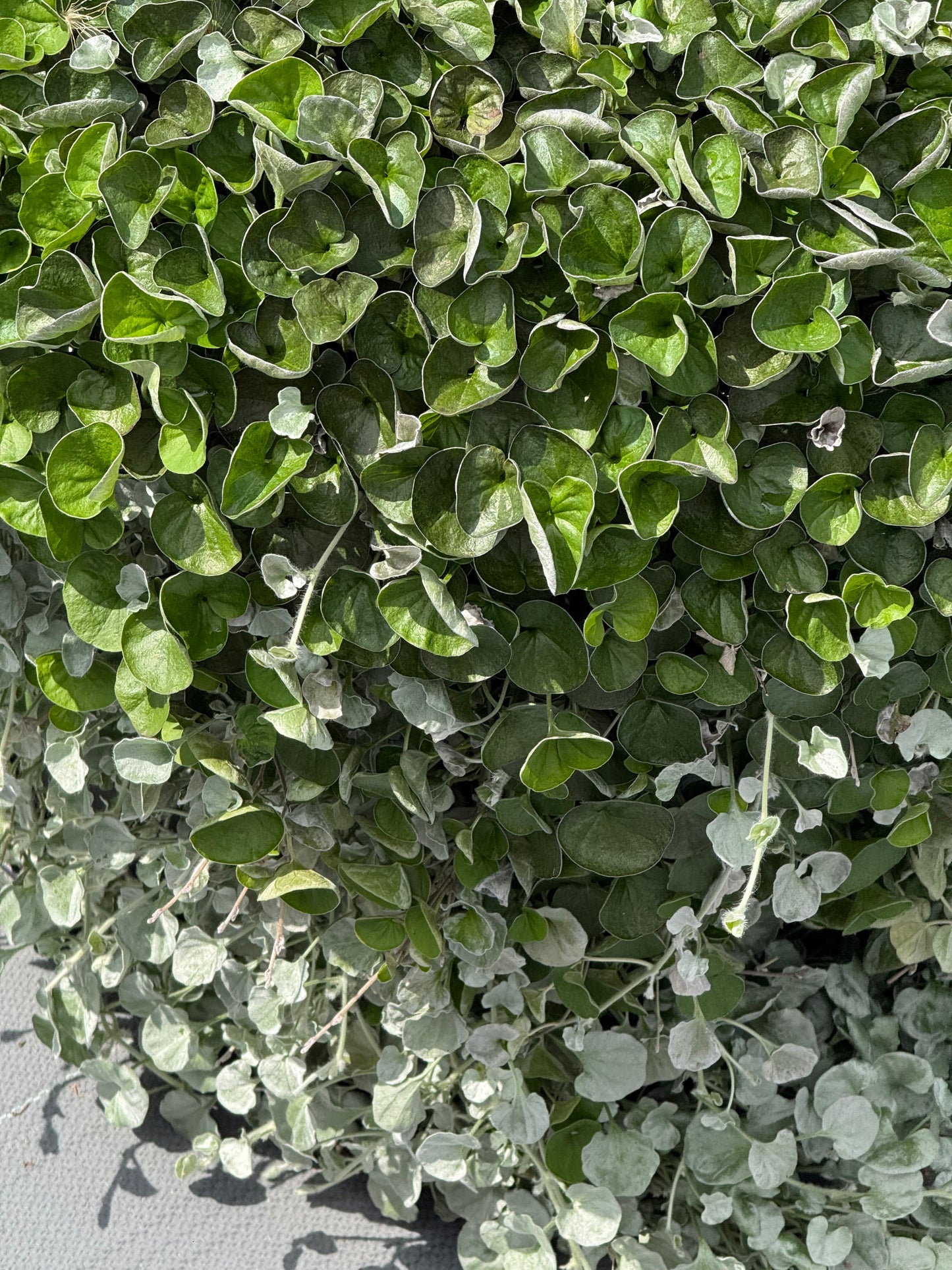 Dichondra repens Green Surfer™ | Kidney Weed therapyofflowers.com