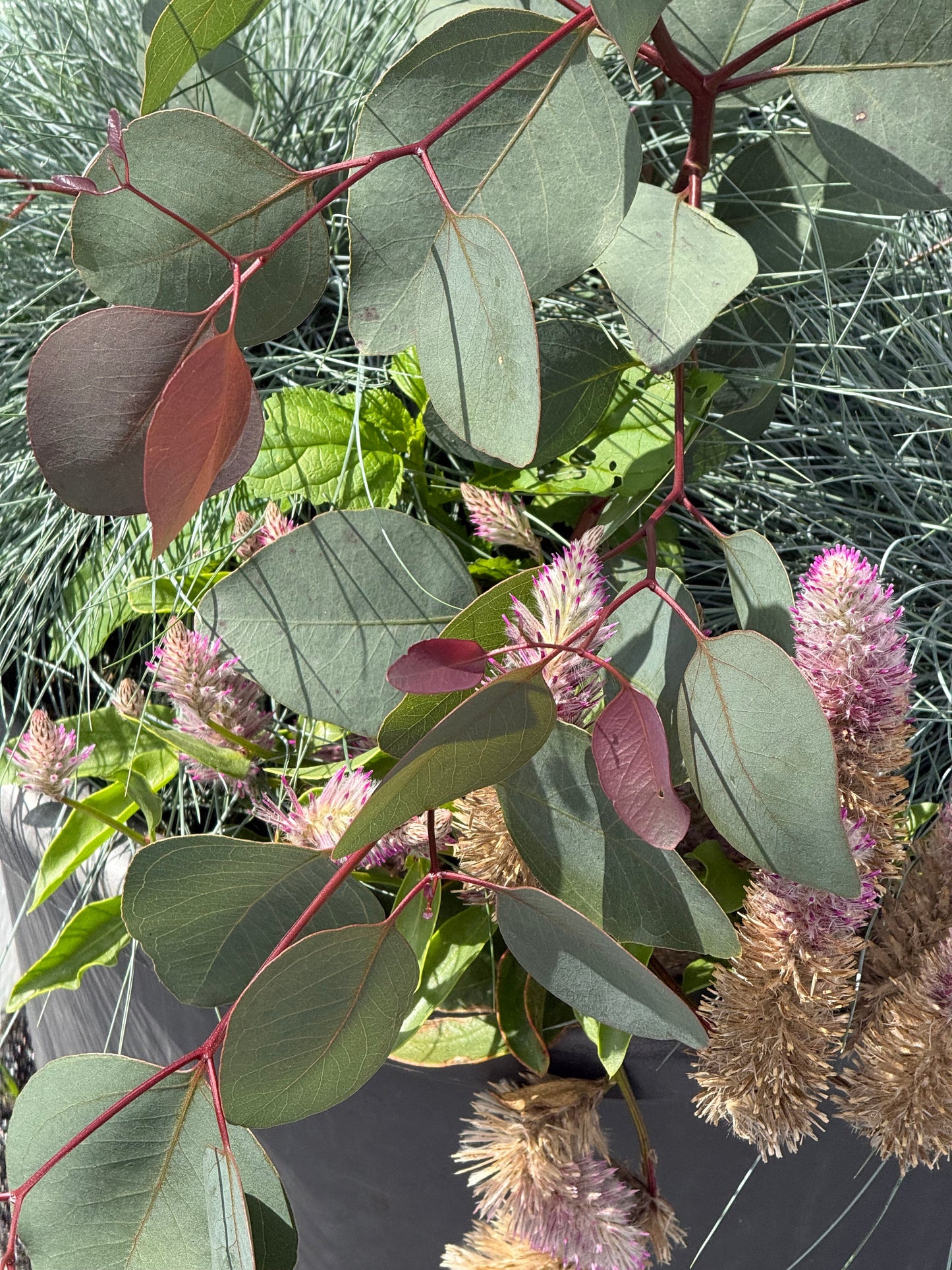 Eucalyptus populnea Murray | Bimble Box Eucalyptus therapyofflowers.com