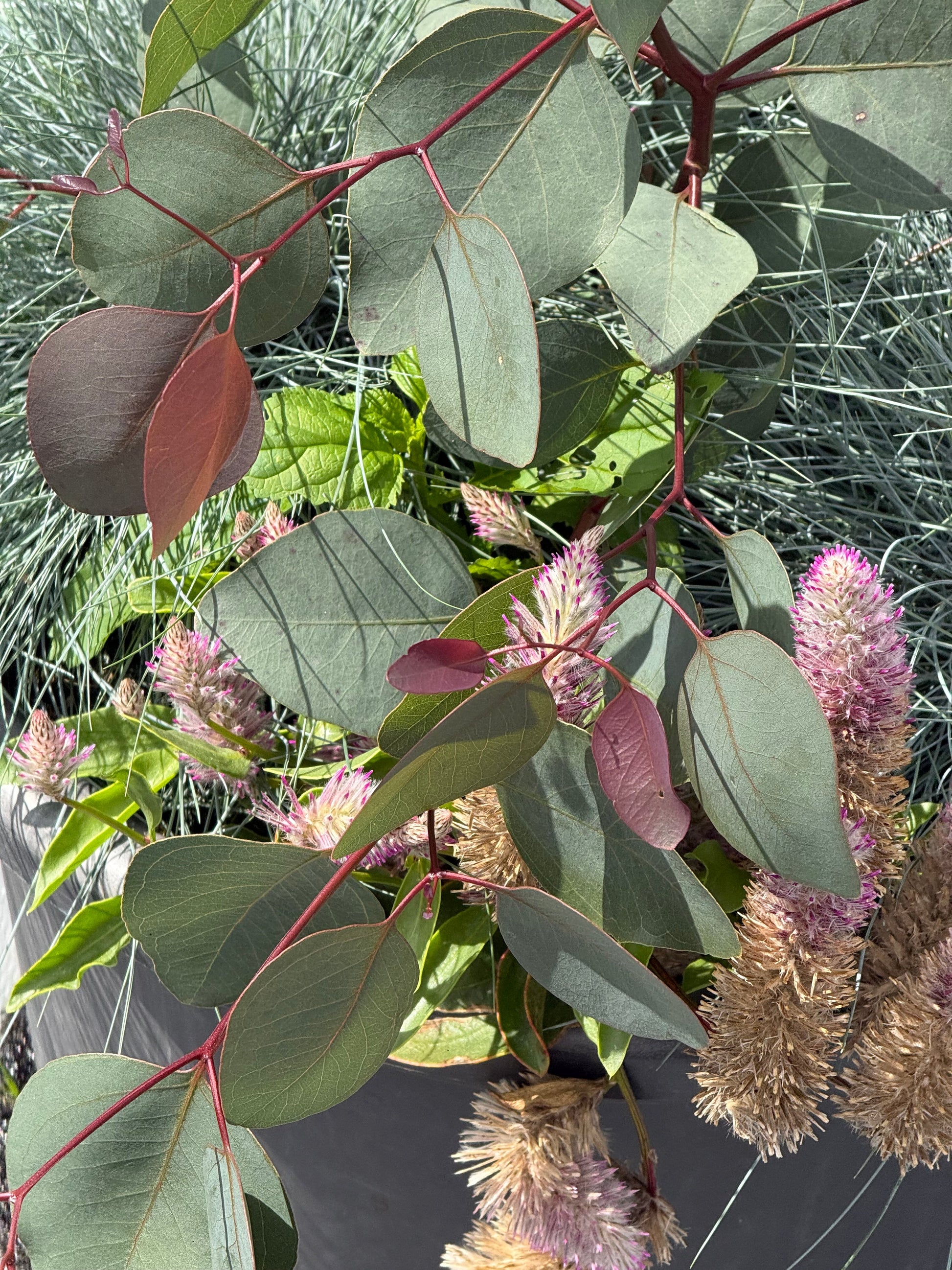 Eucalyptus populnea Murray | Bimble Box Eucalyptus therapyofflowers.com