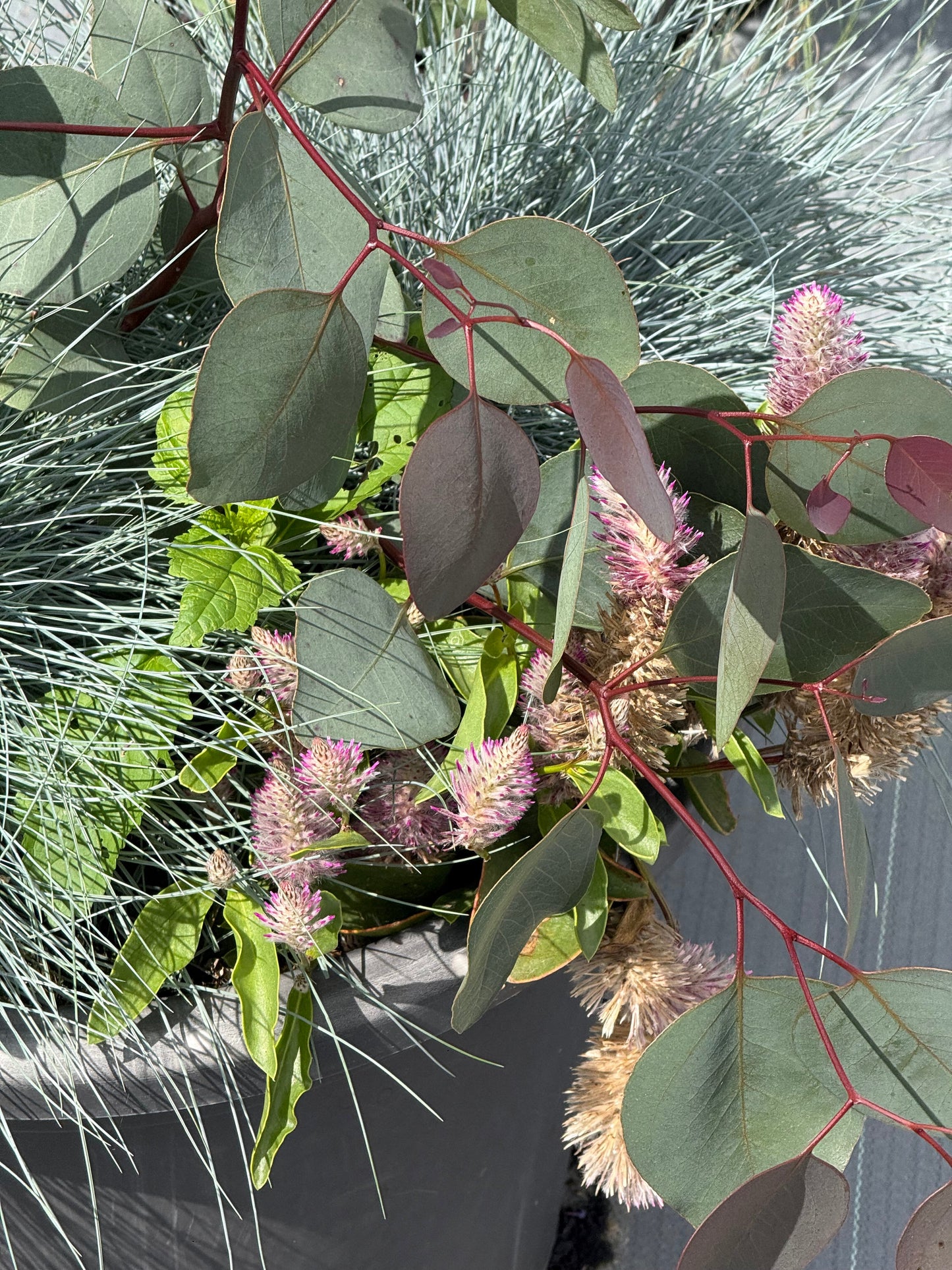 Eucalyptus populnea Murray | Bimble Box Eucalyptus therapyofflowers.com