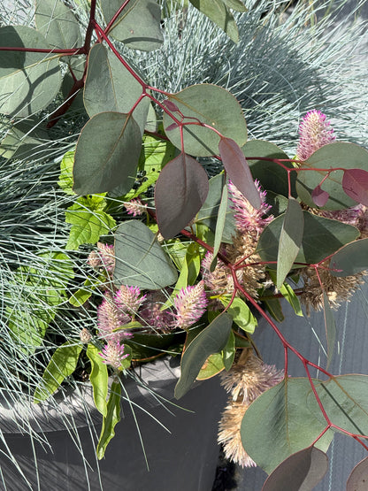 Eucalyptus populnea Murray | Bimble Box Eucalyptus therapyofflowers.com