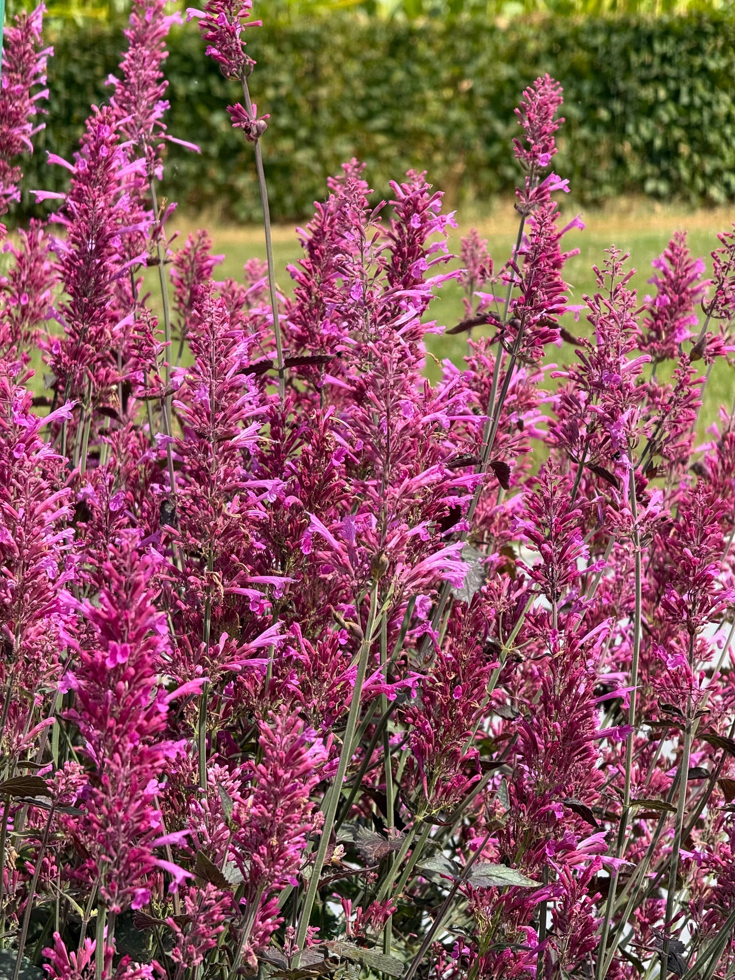 Agastache cana Zuni | Hummingbird Mint therapyofflowers.com