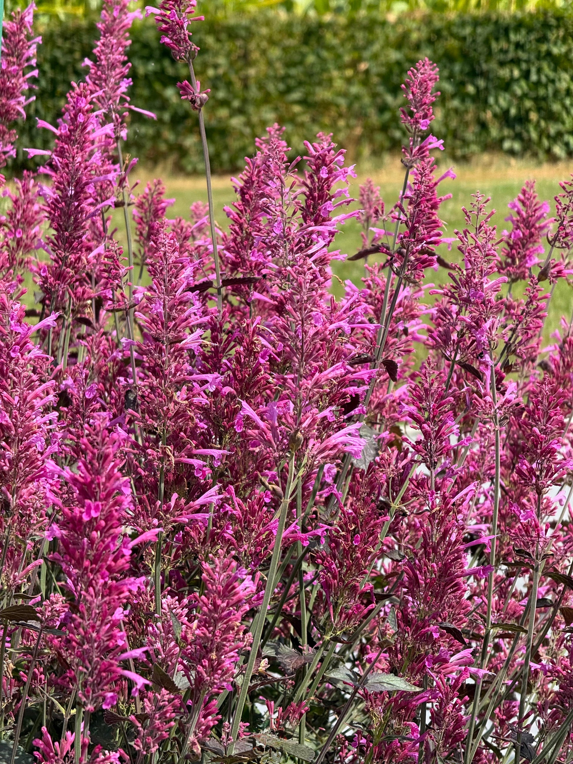 Agastache cana Zuni | Hummingbird Mint therapyofflowers.com